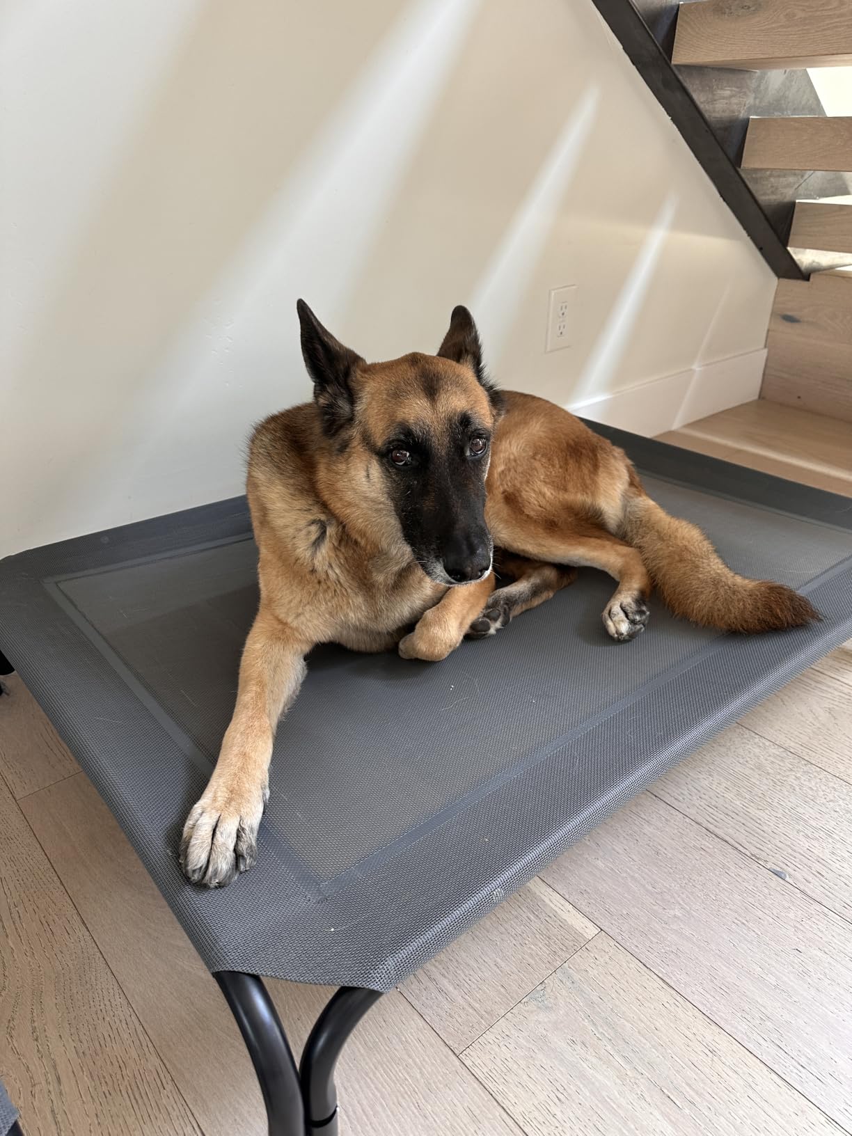 Elevated Dog Bed Raised Outdoor Dog Cot for Medium Dogs, Installation Requires No Tools, Frame with Washable Cooling Breathable Mesh Anti-Slip Feet, Indoor Pet Bed, Black, 35.4 Inches customer photo 2