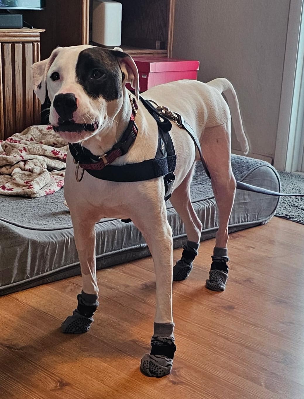 KOOLTAIL Dog Socks Shoes for Hot Pavement to Prevent Licking Paws, Winter Dog Boots&Paw Protector for Hardwood Floors Anti Slip,Traction Control Grip Booties for Small Medium Large Senior Dogs,Black M customer photo 2
