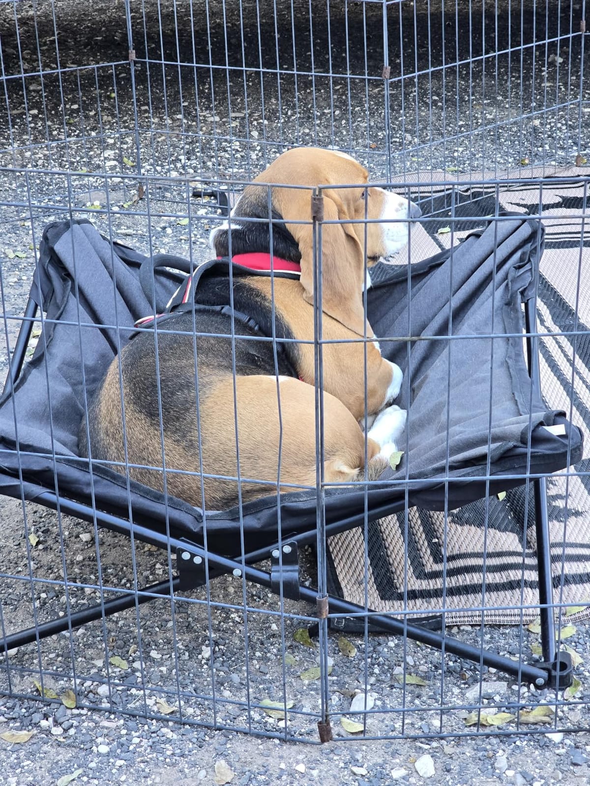 Elevated Dog Bed, Portable Raised Pet Cot for Outdoor and Indoor Folding Dog Cot Bed with Padded Filling Carrying Bag Included Pet Raised Travel Lounger for Camping Traveling (36x36x12inch) customer photo 2