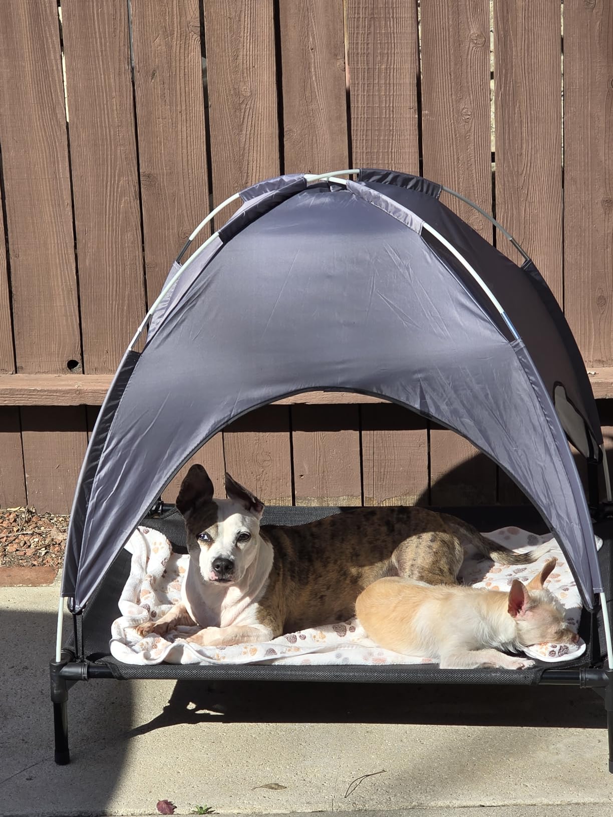 Outdoor Dog Bed with Canopy, Elevated Cot, Up to 100 lb, Gray customer photo 1