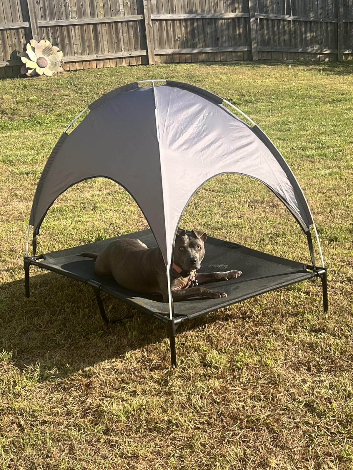 Outdoor Dog Bed with Canopy, Elevated Cot, Up to 100 lb, Gray customer photo 2
