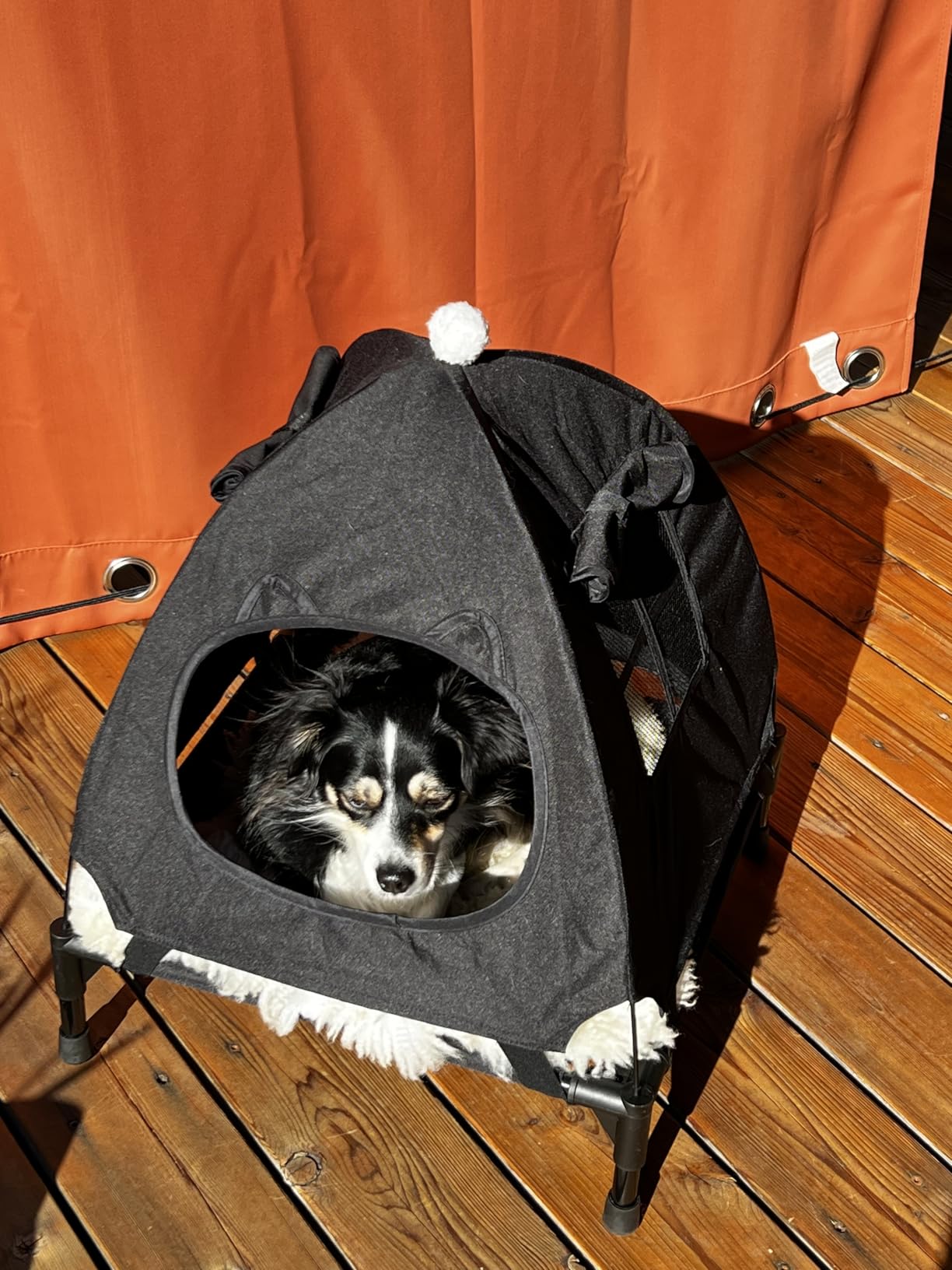 Pozico Elevated Dog Bed with Canopy and Breathable Mesh for Small Dog and Cat, 18.5x18.5x16.9 inch, Black customer photo 1