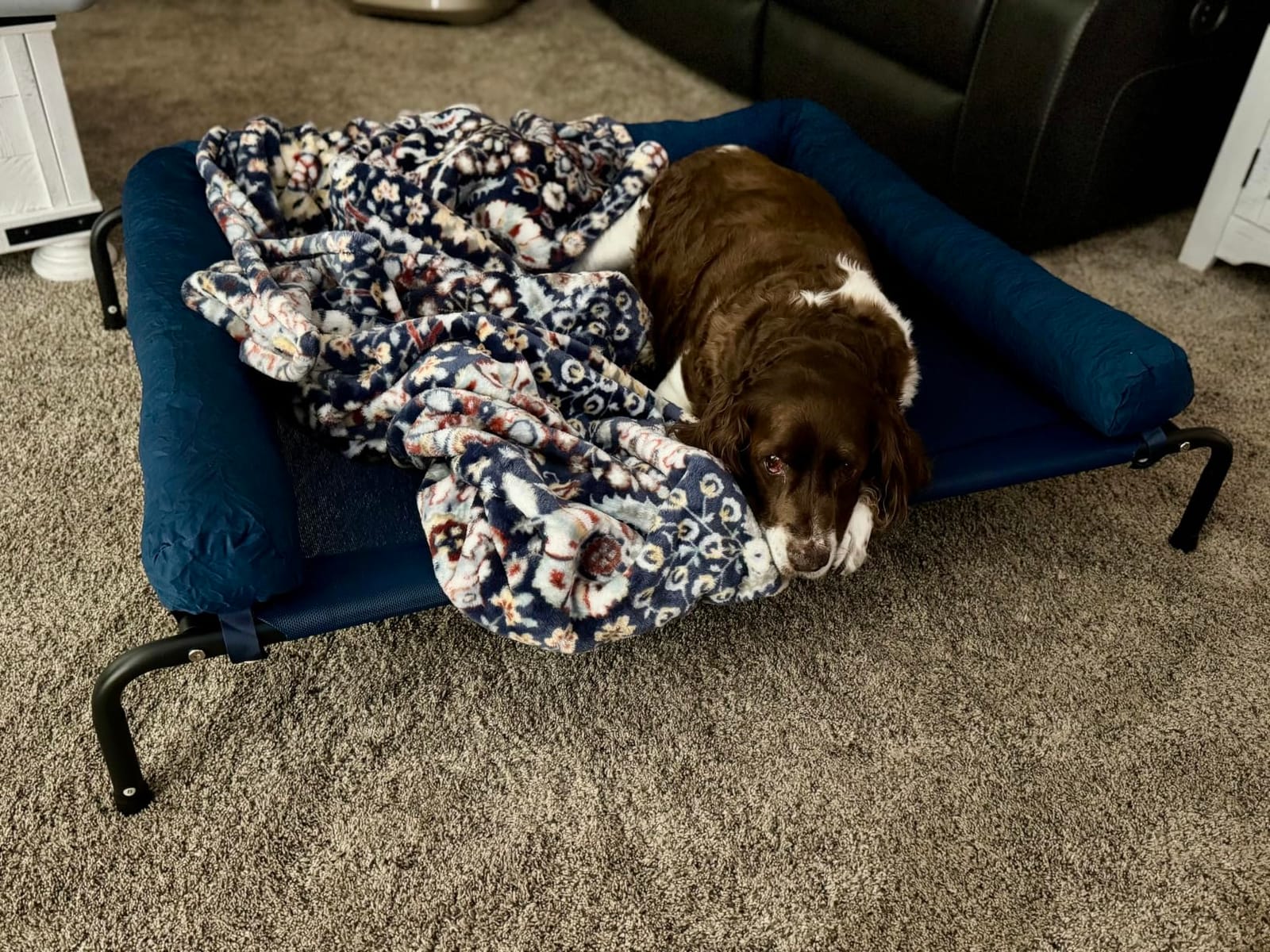 WESTERN HOME Cooling Elevated Dog Bed for Large Dogs,Outdoor Raised Dog Bed | Dogs Cot Portable Indoor, Raised with Breathable Mesh, Chew Proof Pet Hammock Cots, Removable and Waterproof Bolsters customer photo 1