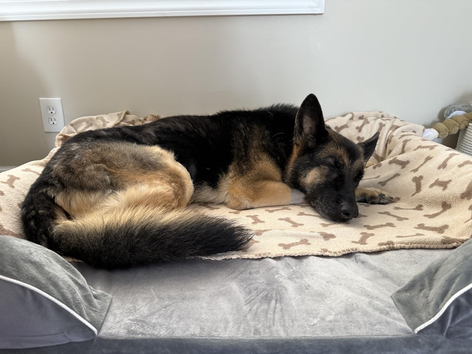 CWAWZ Extra Large Dog Bed, Orthopedic Dog Bed with Cooling Gel Memory Foam, Waterproof XL Pet Bed with Removable Washable Cover, 42