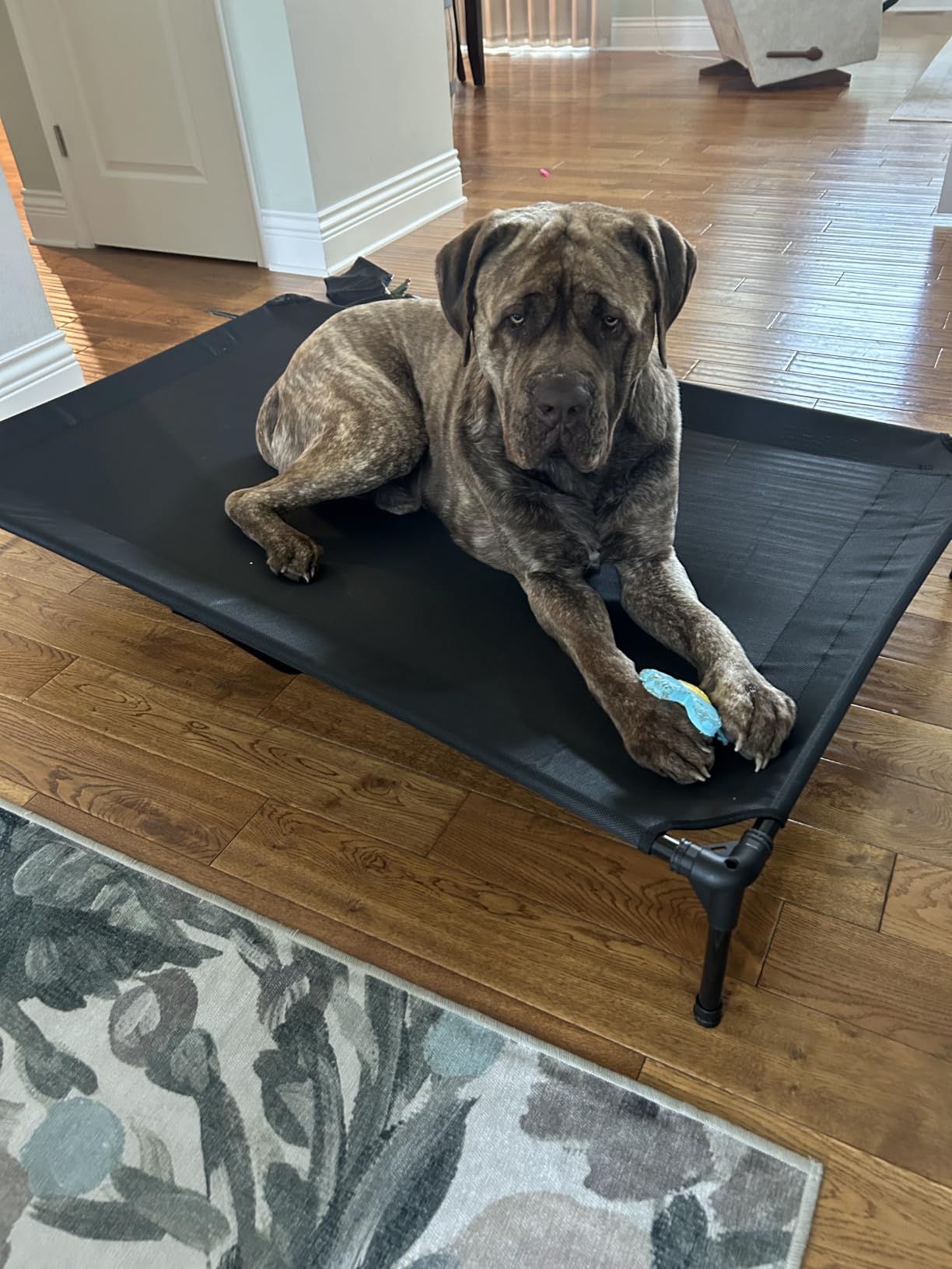 Elevated Dog Bed for Outdoor, XXL Raised Dog Cot Indestructible with Washable Mesh, Cooling Summer Pet Cot Chew Proof for Outside Camping Travel, 59