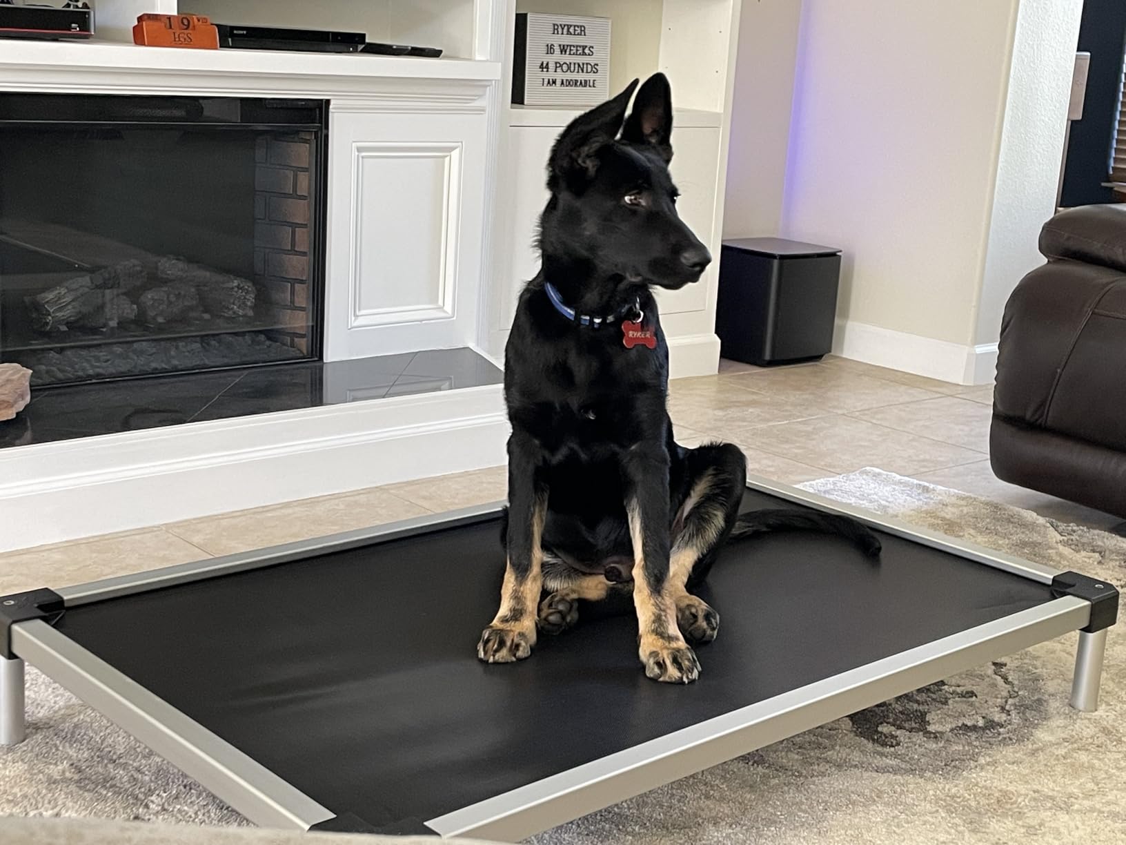 FXW TitanNest Cooling Chew-Proof Elevated Dog Bed for Extra Large Dogs customer photo 2