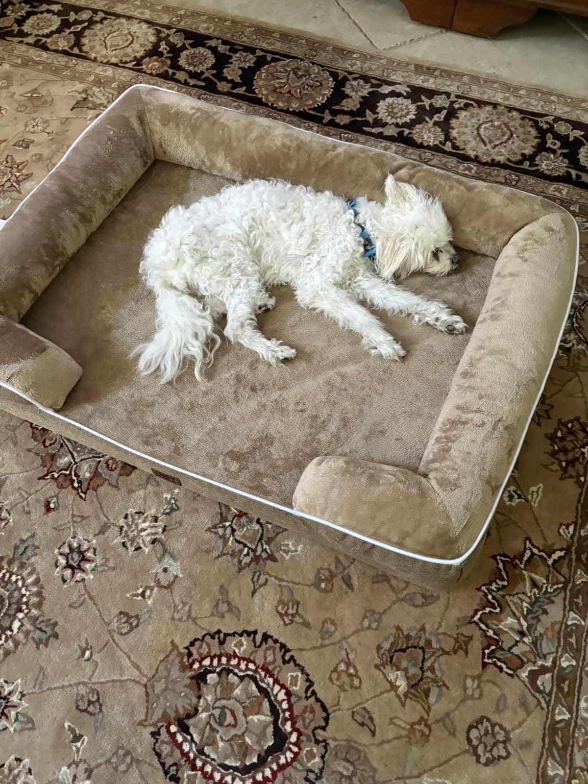 EHEYCIGA Orthopedic Small Dog Bed, Waterproof Memory Foam Washable Pet Beds customer photo 1