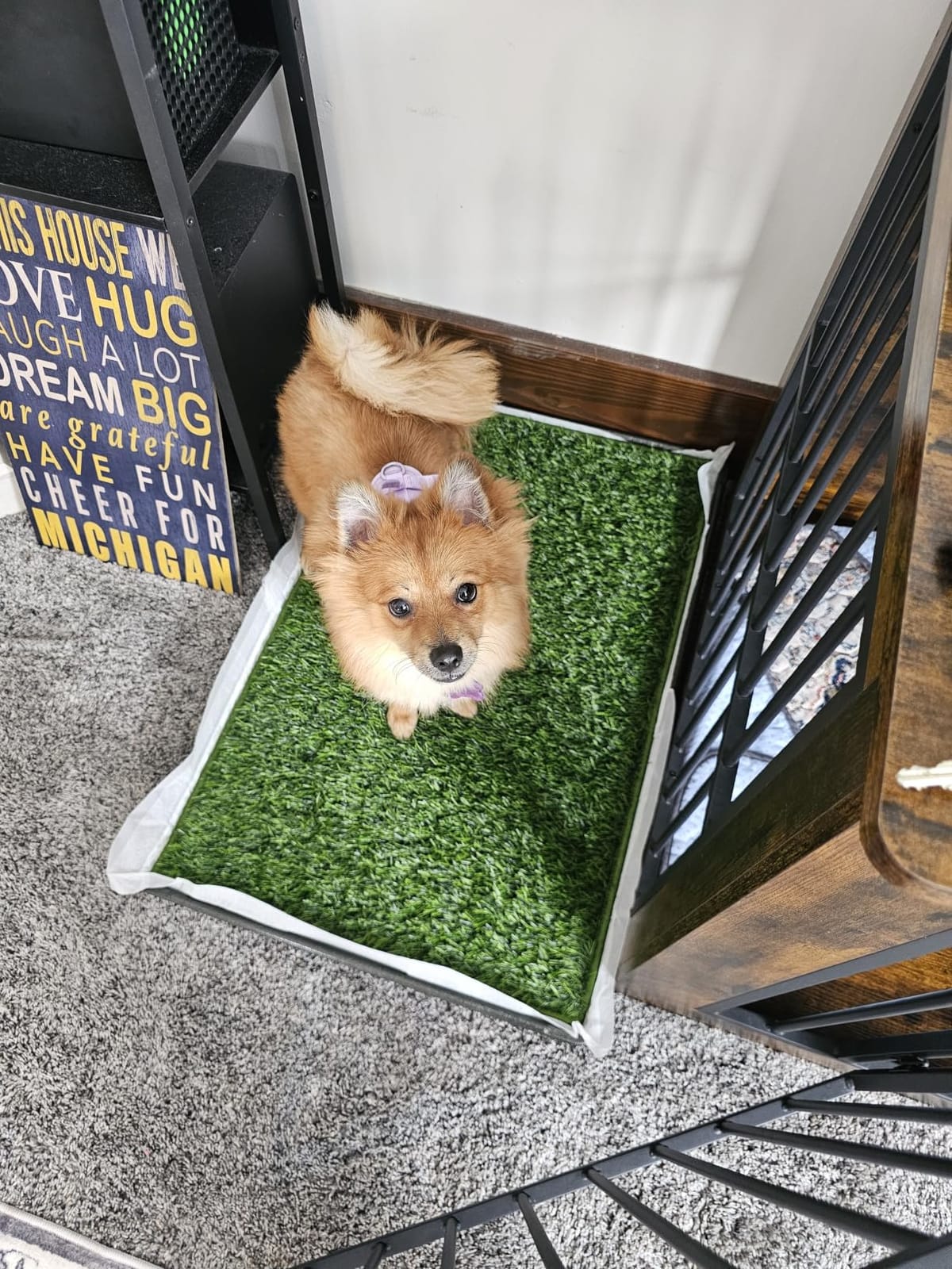 HQ4US Dog Grass Pad with Tray, Odor Free Grass Pee Pad for Dog Litter Box customer photo 1