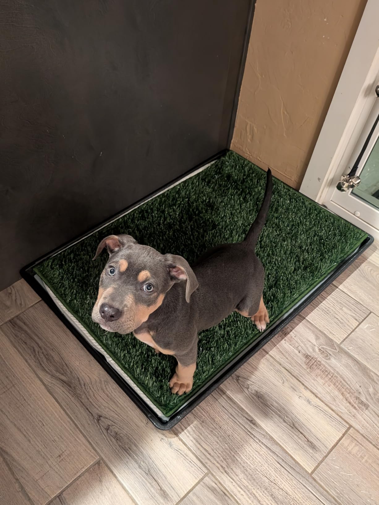 HQ4US Dog Grass Pad with Tray, Odor Free Grass Pee Pad for Dog Litter Box customer photo 2