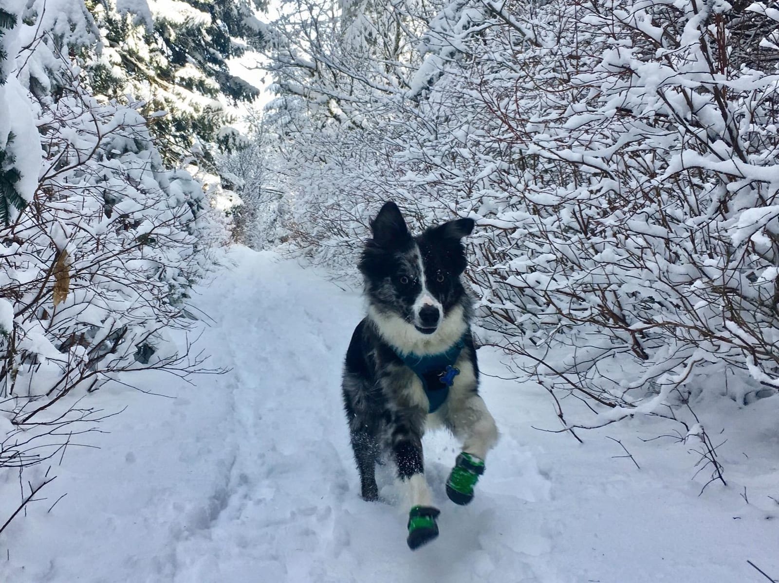 Ruffwear, Bark'n Boot Dog Socks - 4 Count, Earth Brown, 2.00 in/ 2.25 in | 4 - Pack (2 Pairs) Comfortable Dog Socks & Boot Liners, Enhance Fit & Performance, Easy On/Off, Engineered Knit Material customer photo 1