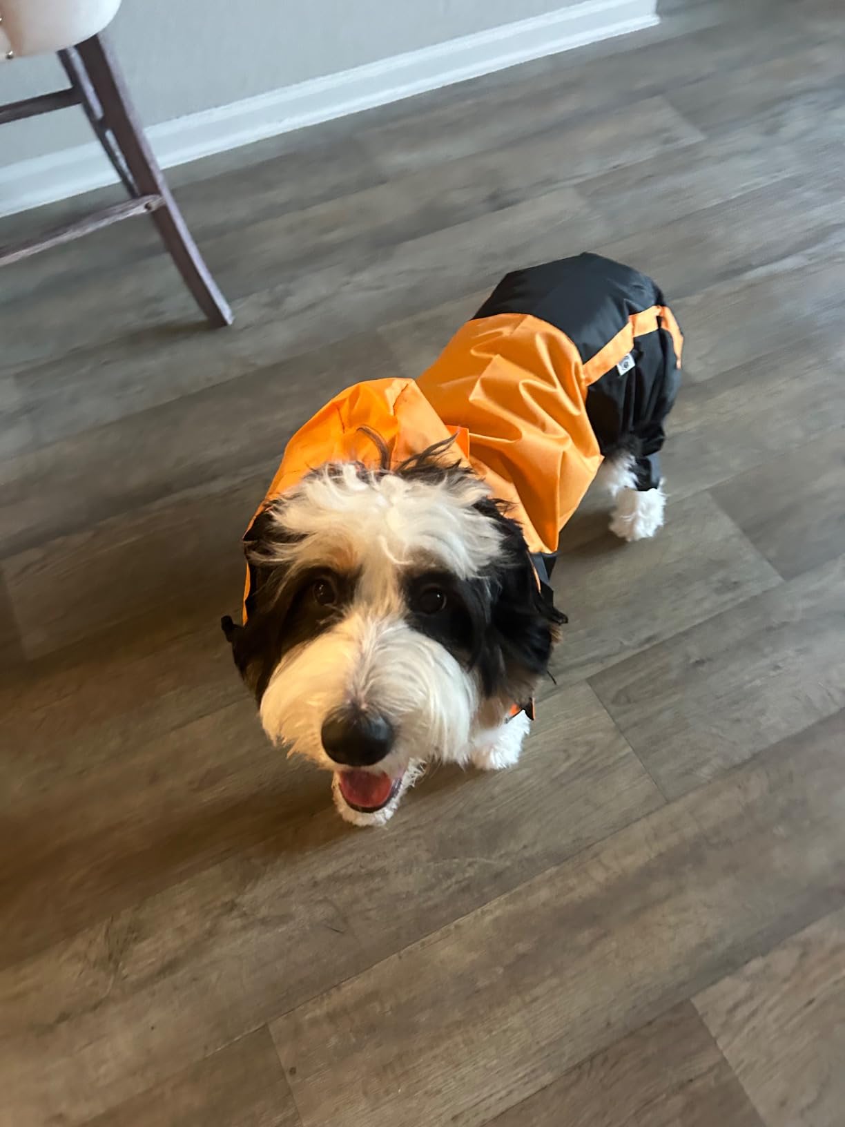 Dog Raincoat, 4 Leg Waterproof Dog Rain Jacket with Hood, Red M customer photo 1
