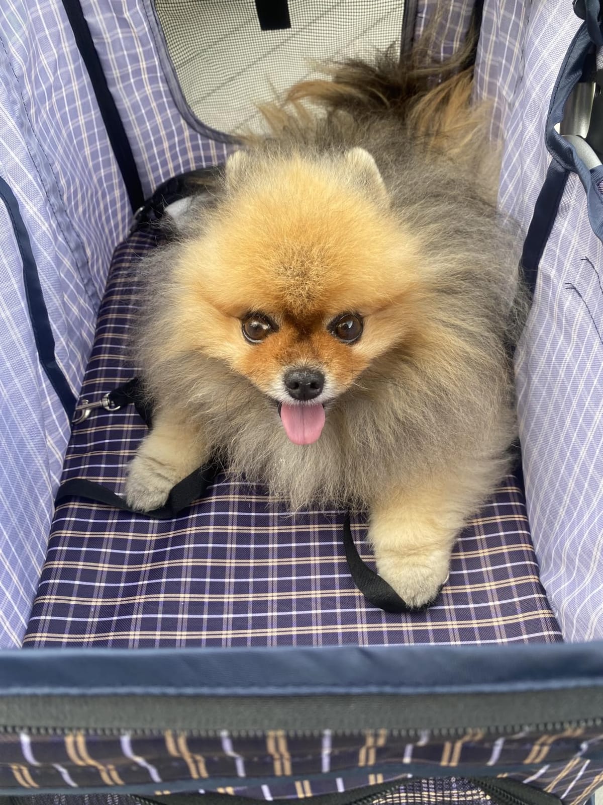 Magshion 3-Wheel Pet Stroller for Small/Medium Dogs & Cats, Up to 33lbs customer photo 1