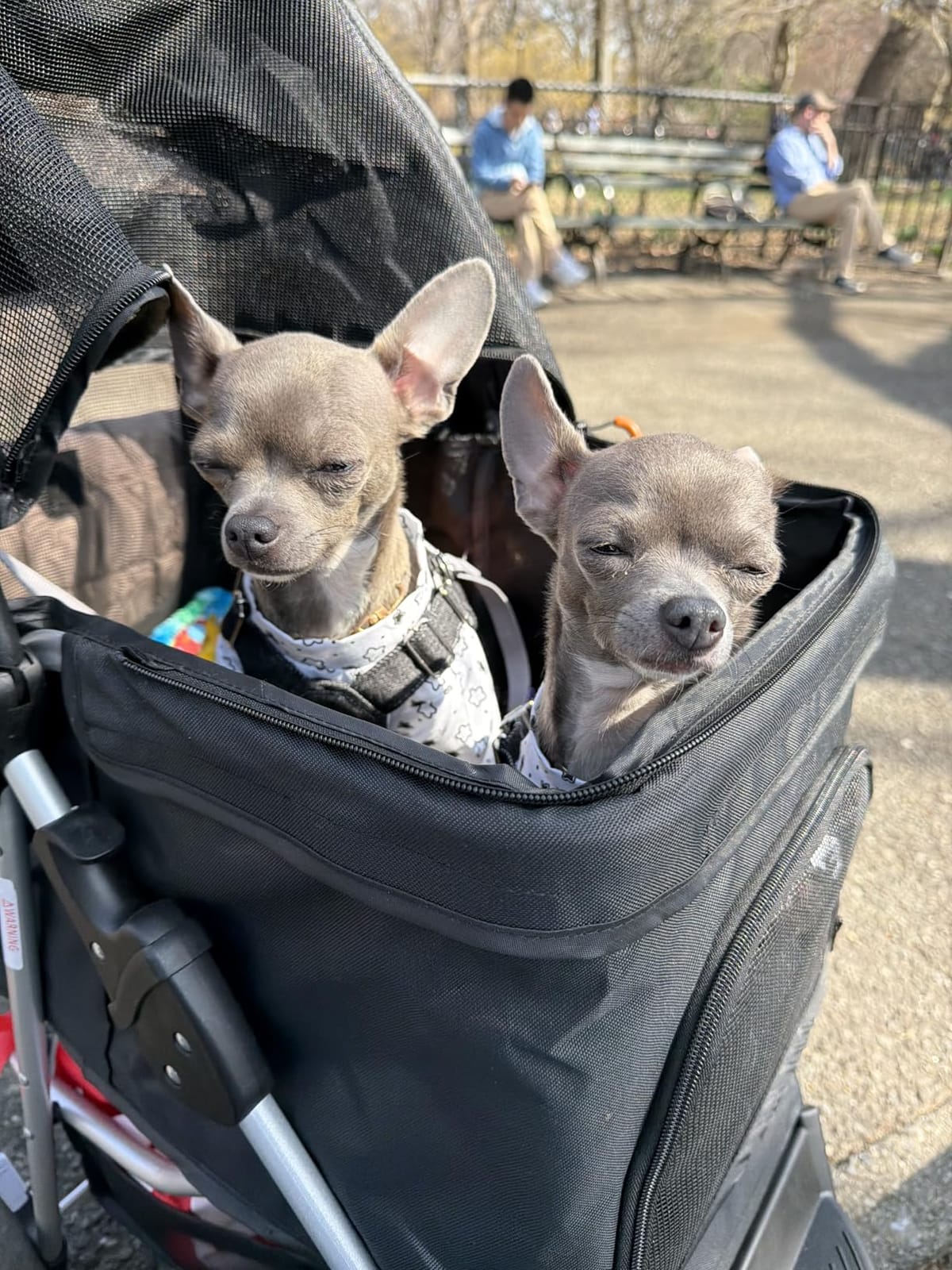 Magshion 3-Wheel Pet Stroller for Small/Medium Dogs & Cats, Up to 33lbs customer photo 2