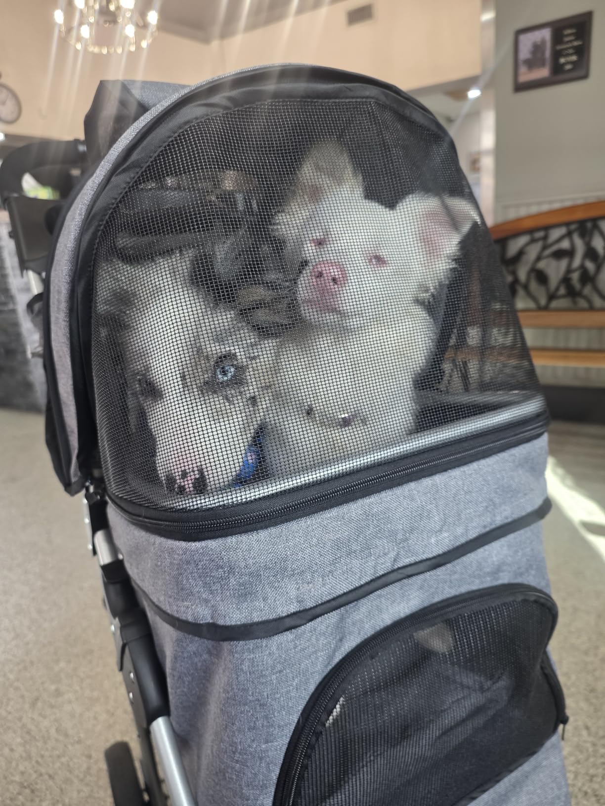 MoNiBloom Pet Stroller for Small/Medium Dogs and Cats up to 33 lbs, Gray customer photo 2
