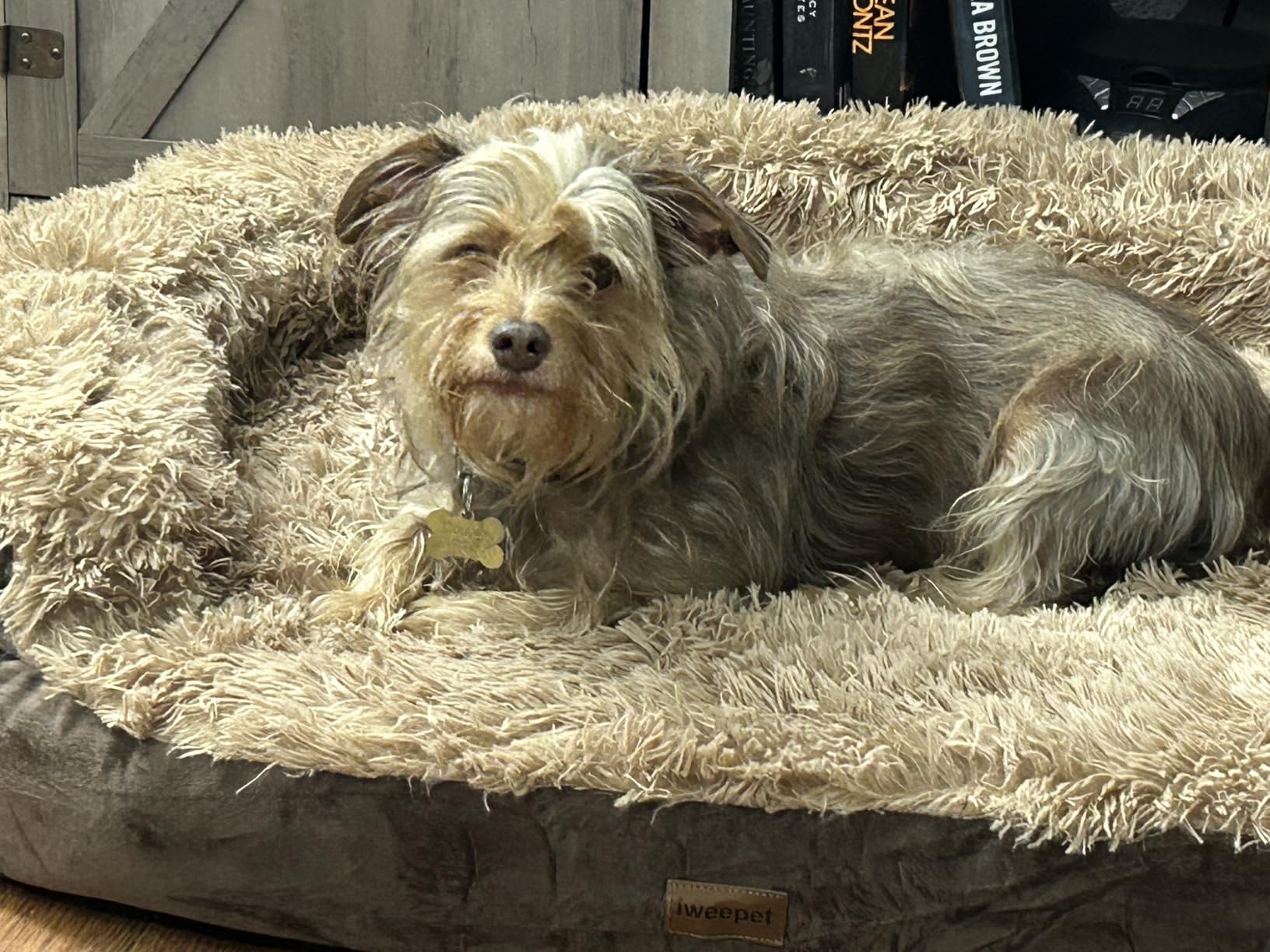 iweepet Fluffy Calming Orthopedic Dog Beds for Large & Extra Large Dogs, 44’’ Supportive Dog Sofa Bed with 3.7 inch 28D Egg-Crate Foam, Removable Washable Plush Cover, Waterproof Lining,Grey customer photo 1
