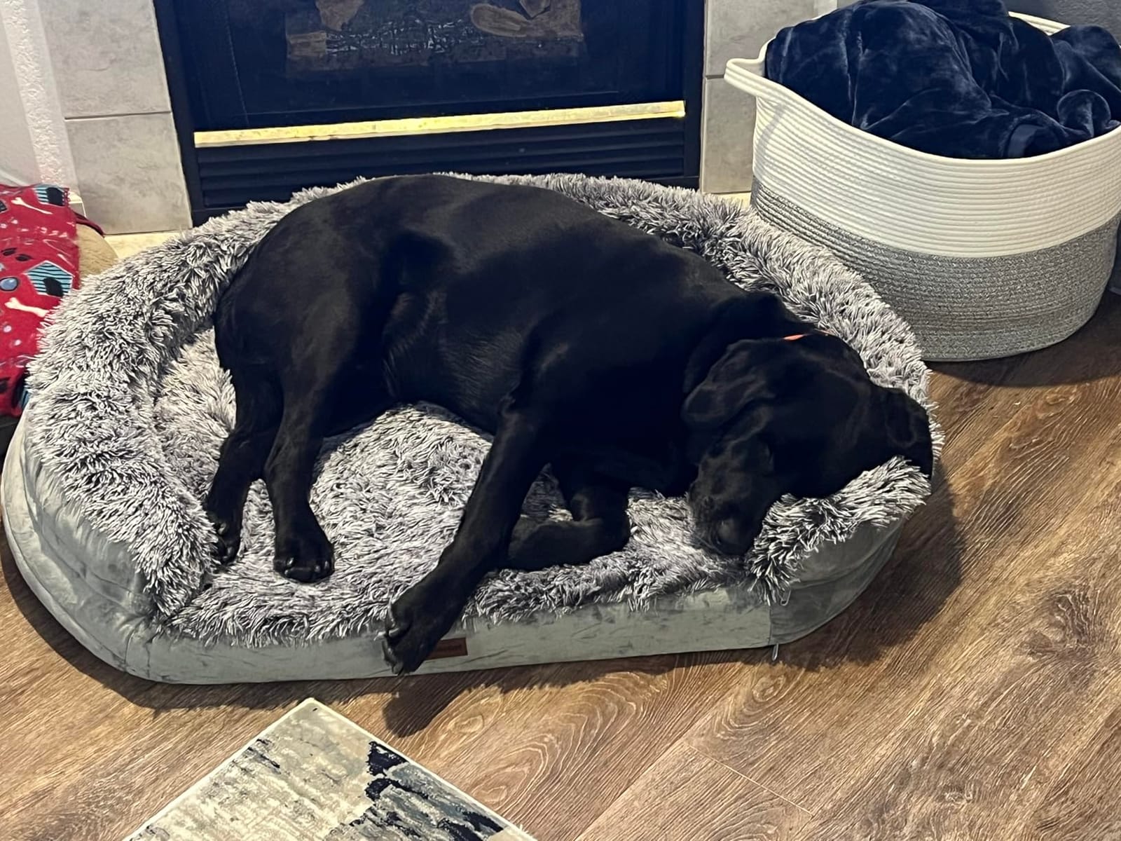 iweepet Fluffy Calming Orthopedic Dog Beds for Large & Extra Large Dogs, 44’’ Supportive Dog Sofa Bed with 3.7 inch 28D Egg-Crate Foam, Removable Washable Plush Cover, Waterproof Lining,Grey customer photo 2