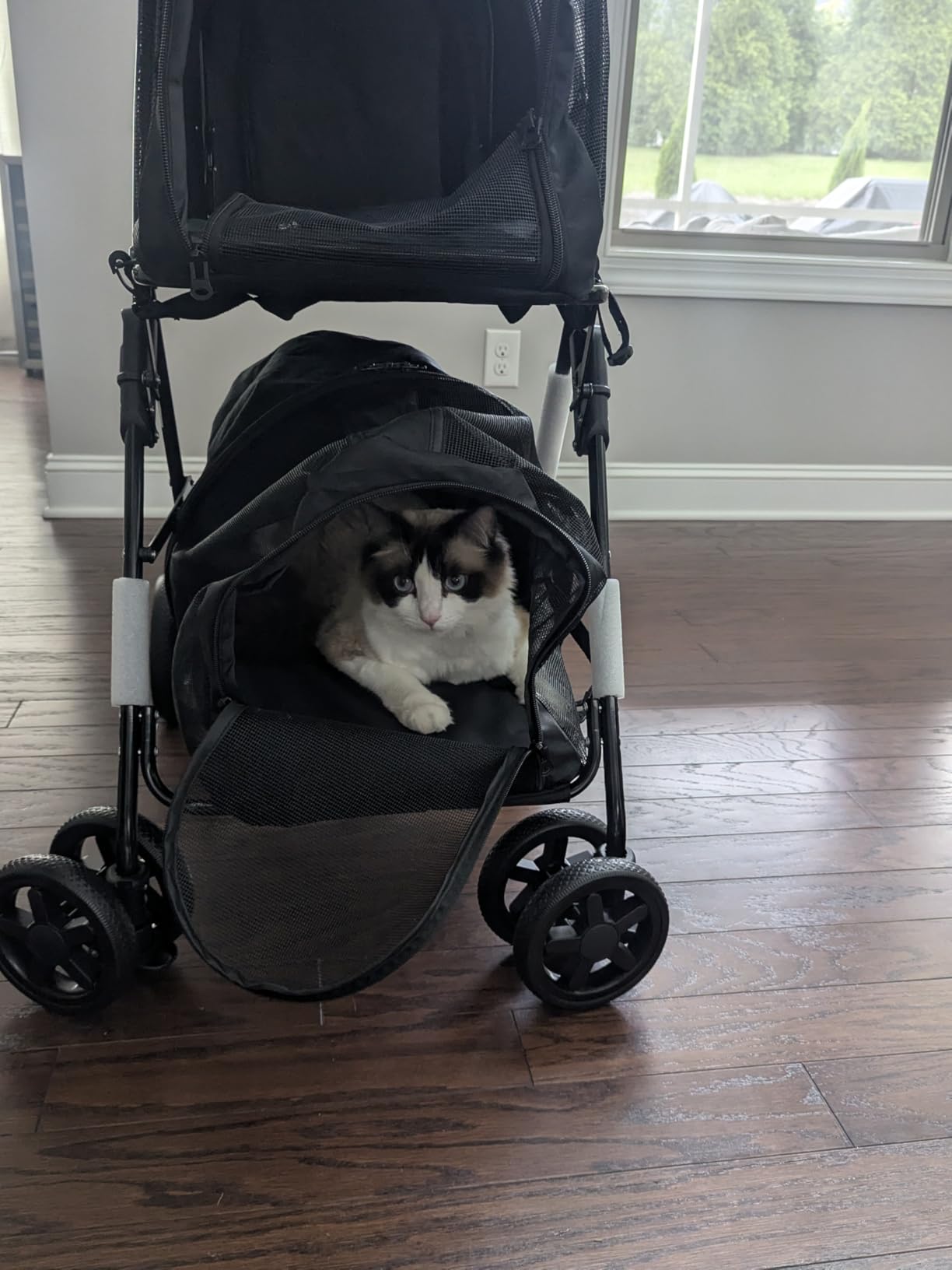 Giantex Double Pet Stroller with 2 Detachable Carrier Bags, Safety Belt, 4 Lockable Wheels, Folding Cat & Dog Stroller for Small Medium Pets, Cats Dogs Puppy Travel Strolling Cart (Gray) customer photo 1