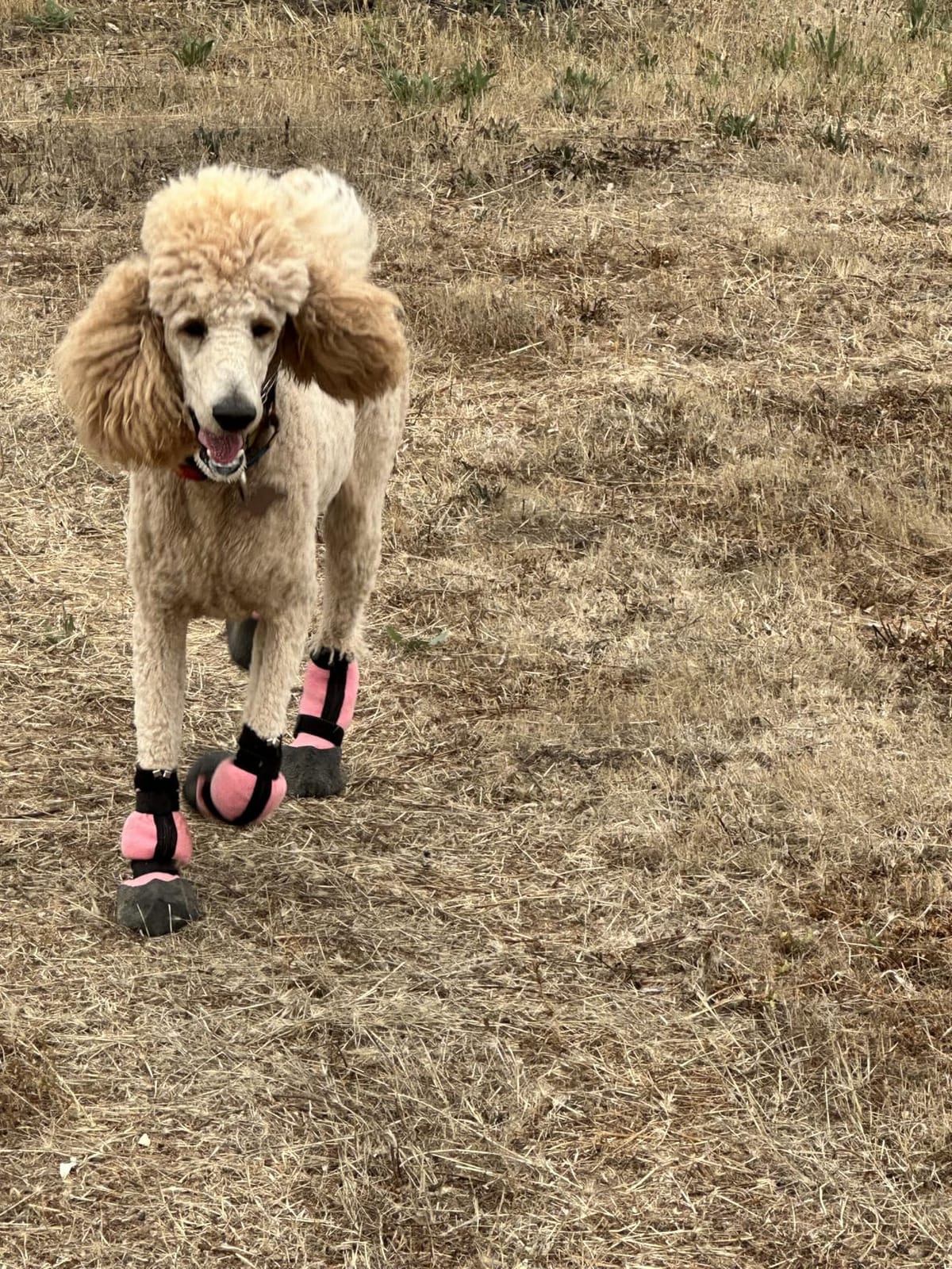 VALFRID Waterproof Grip Dog Shoes,Anti-Slip Dog Socks Boots,Zipper Dogs Booties Paw Protectors for Hardwood Floor,Indoor and Outdoor for Small Medium Large Dogs Black customer photo 1