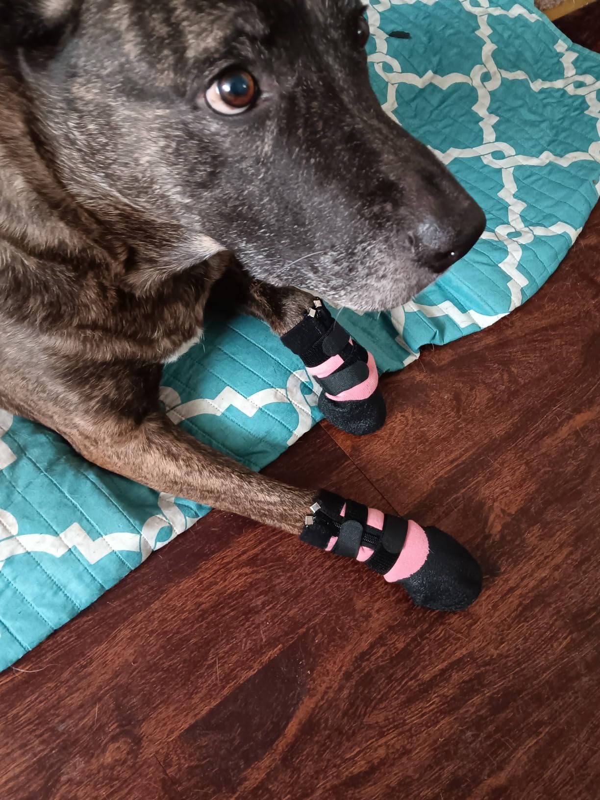 VALFRID Waterproof Grip Dog Shoes,Anti-Slip Dog Socks Boots,Zipper Dogs Booties Paw Protectors for Hardwood Floor,Indoor and Outdoor for Small Medium Large Dogs Black customer photo 2