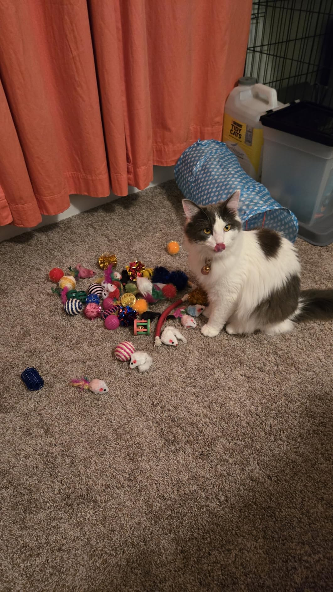 Cat Toys for Indoor Cats, 34 Pack Interactive Cat Toy Set for Kitten customer photo 1