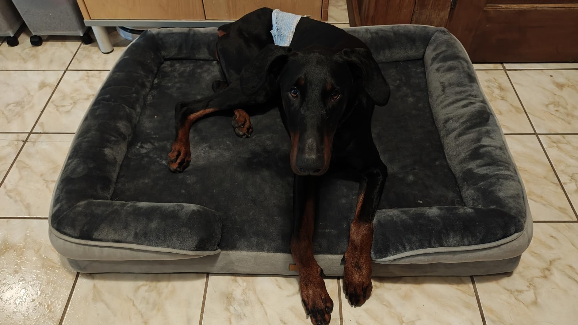Spotted Play Orthopedic Dog Bed with Sides - Dog Sofa Beds for Small Dogs, Supportive Foam Pet Couch Bed with Washable Removable Cover, Waterproof Lining and Non-Slip Bottom, Grey - S customer photo 2