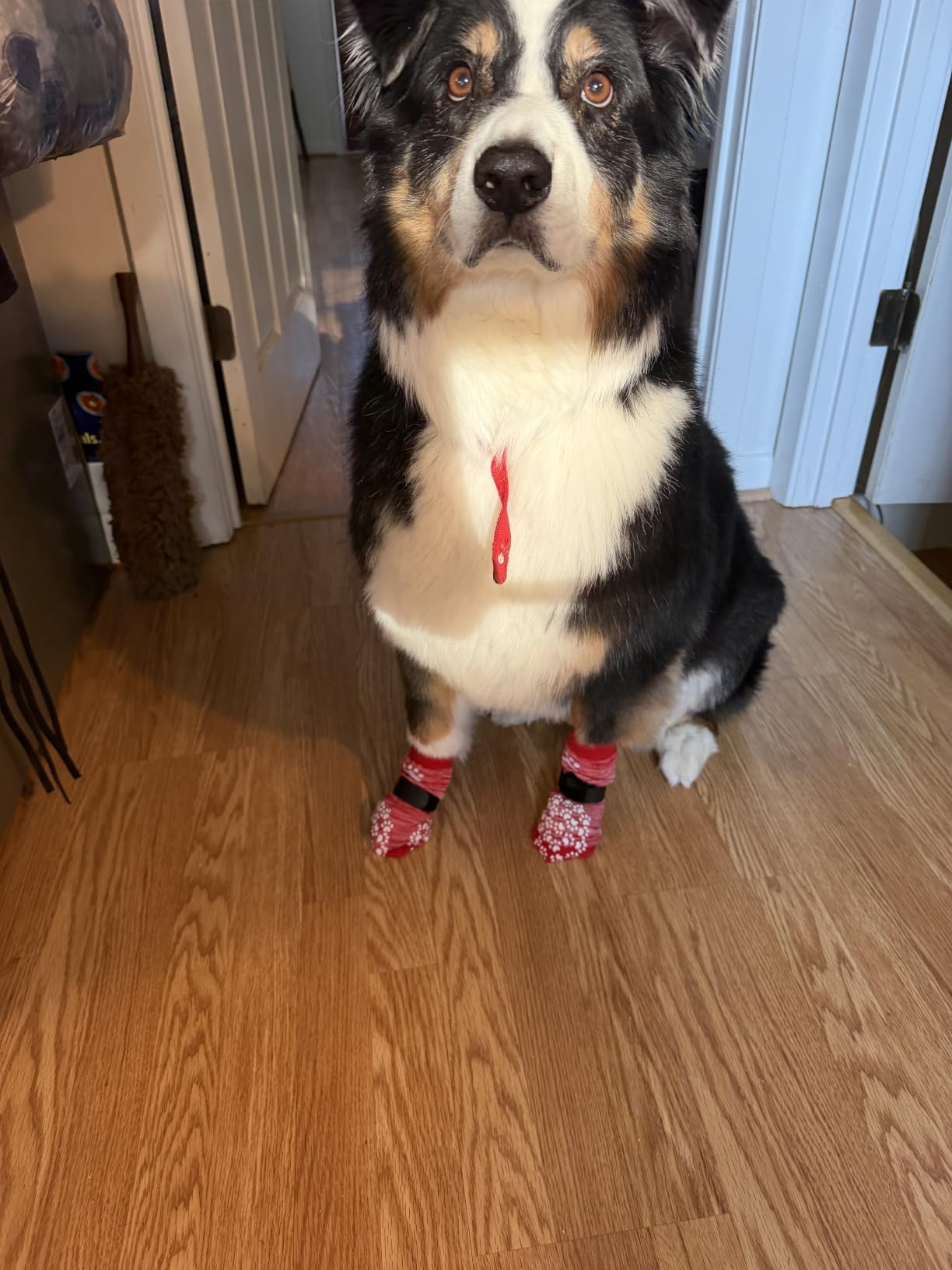 EXPAWLORER Anti-Slip Dog Socks,Dog Boots&Paw Protectors to Prevent Licking,Dog Shoes for Hot/Cold Pavement, Double Sides Non-Skid Traction Control on Hardwood Floor for Senior Dogs customer photo 1
