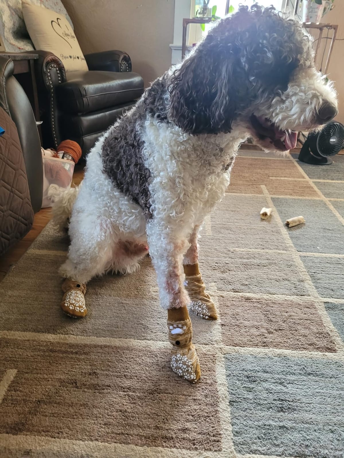 EXPAWLORER Anti-Slip Dog Socks,Dog Boots&Paw Protectors to Prevent Licking,Dog Shoes for Hot/Cold Pavement, Double Sides Non-Skid Traction Control on Hardwood Floor for Senior Dogs customer photo 2