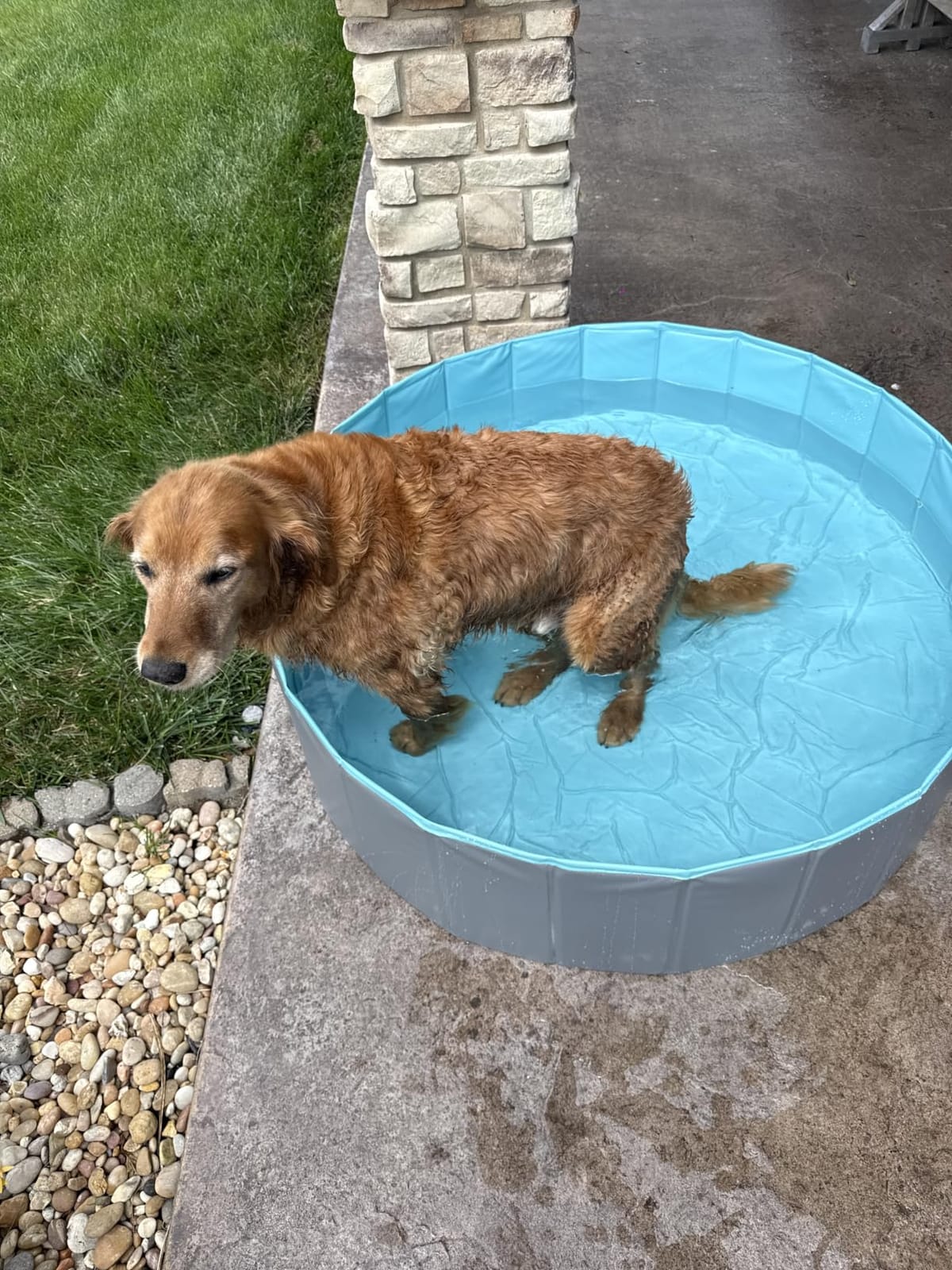 SLOOSH Foldable Dog Kiddie Pool - Portable Hard Plastic Doggie Swimming Pool, Anti-Slip Collapsible Pets Bath Tub Suitable for Kids Indoor Outdoor Backyard Use (Blue, 63