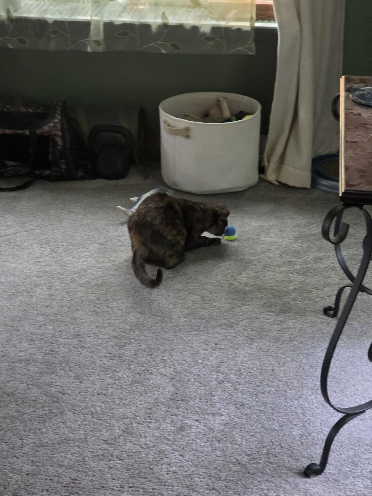 BABORUI Interactive Cat Toy Ball - Automatic Interactive Cat Toys for Indoor Cats with 3 Tails, 2 Speeds Rechargeable Cat Enrichment Toys for Small/Medium/Large Cats to Keep Them Busy(Blue) customer photo 1