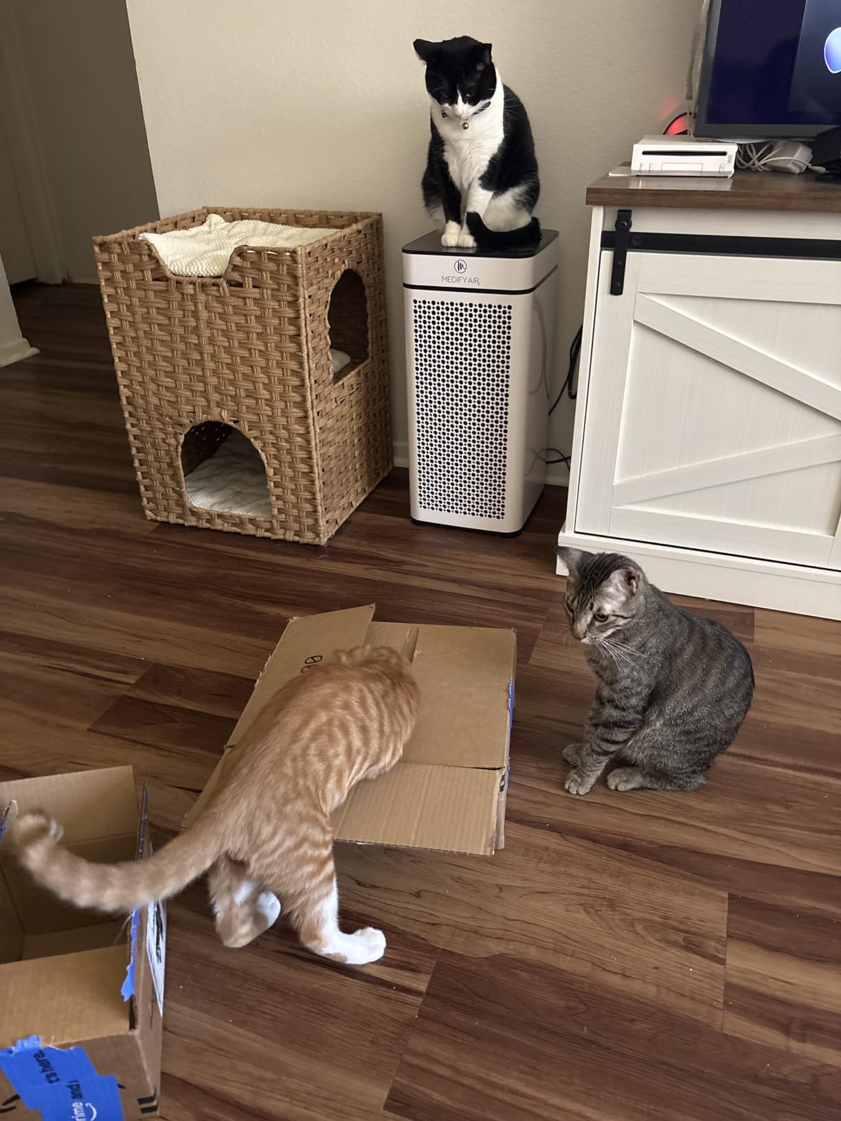 BABORUI Interactive Cat Toy Ball - Automatic Interactive Cat Toys for Indoor Cats with 3 Tails, 2 Speeds Rechargeable Cat Enrichment Toys for Small/Medium/Large Cats to Keep Them Busy(Blue) customer photo 2