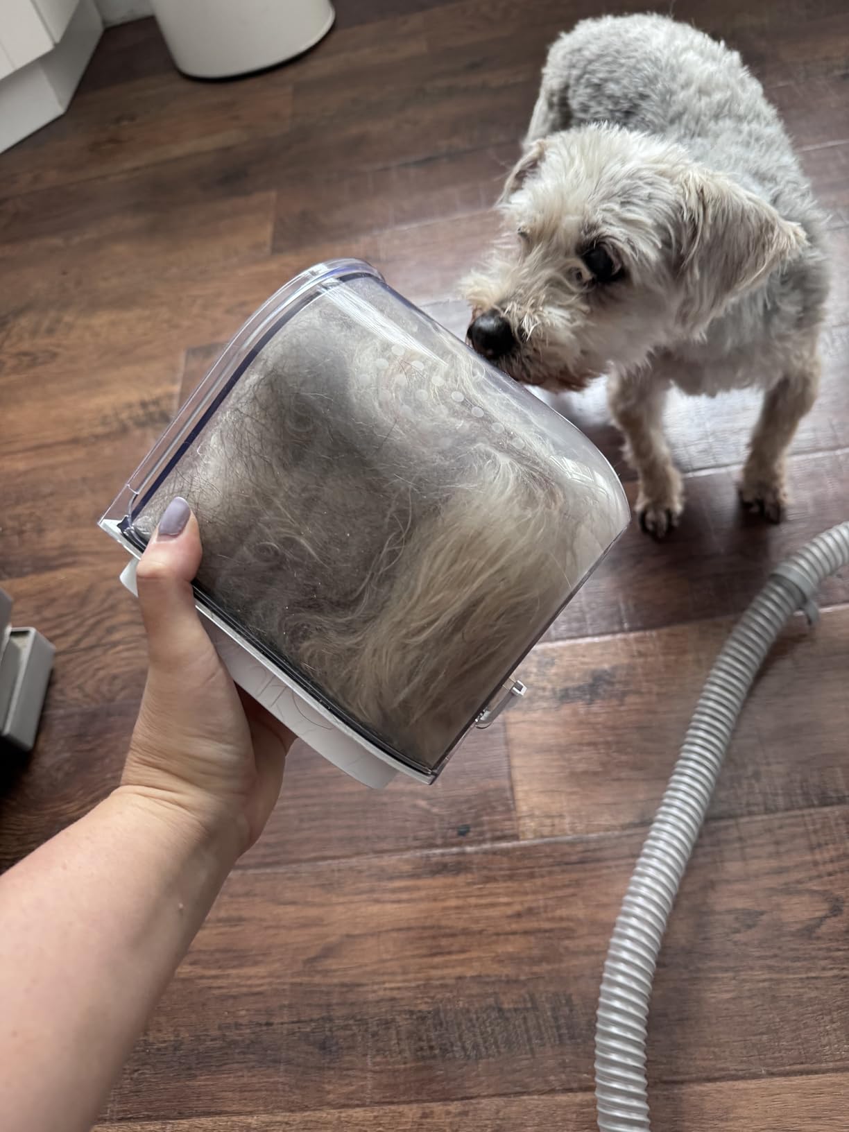HEAPETS Dog Grooming Vacuum Kit - 3L Vacuum with 7 Tools, Low Noise Electric Clipper and Brush for Pet Shedding at Home, White customer photo 1
