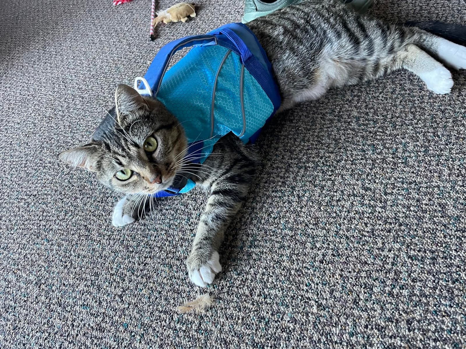Queenmore Dogs Life Jackets, Dog Life Vest for Swimming Medium, Ripstop Pet Lifesaver with Rescue Handle, Chin Float Dog Life Jacket, Cat Pool Float (Blue,M) customer photo 1