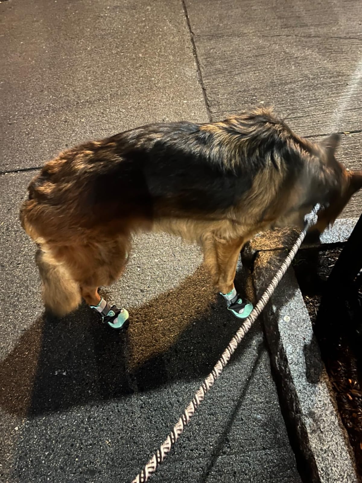 SlowTon Dog Shoes for Large Small Medium Dogs - Waterproof Dog Boots customer photo 1