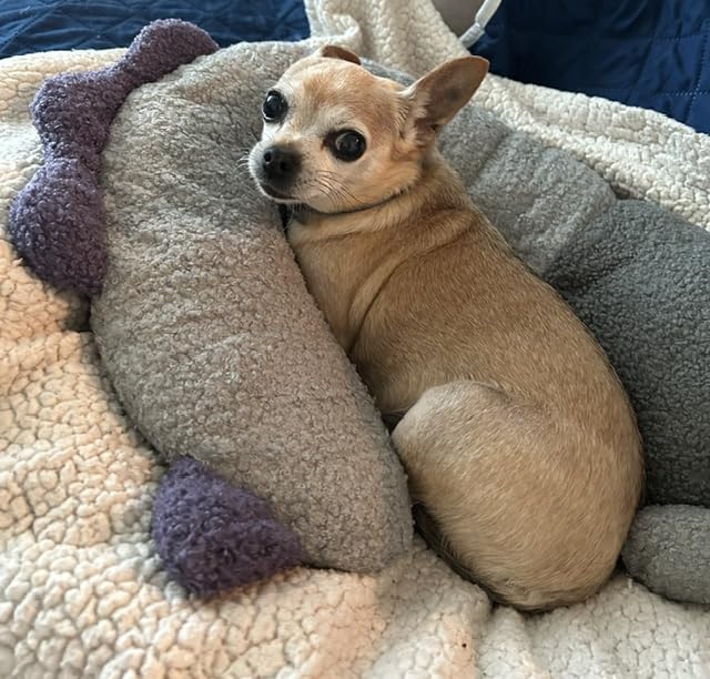 HiPetpy Dog Calming Pillow-Soft Neck Pillow for Dogs, Washable Sleep Pillow customer photo 2