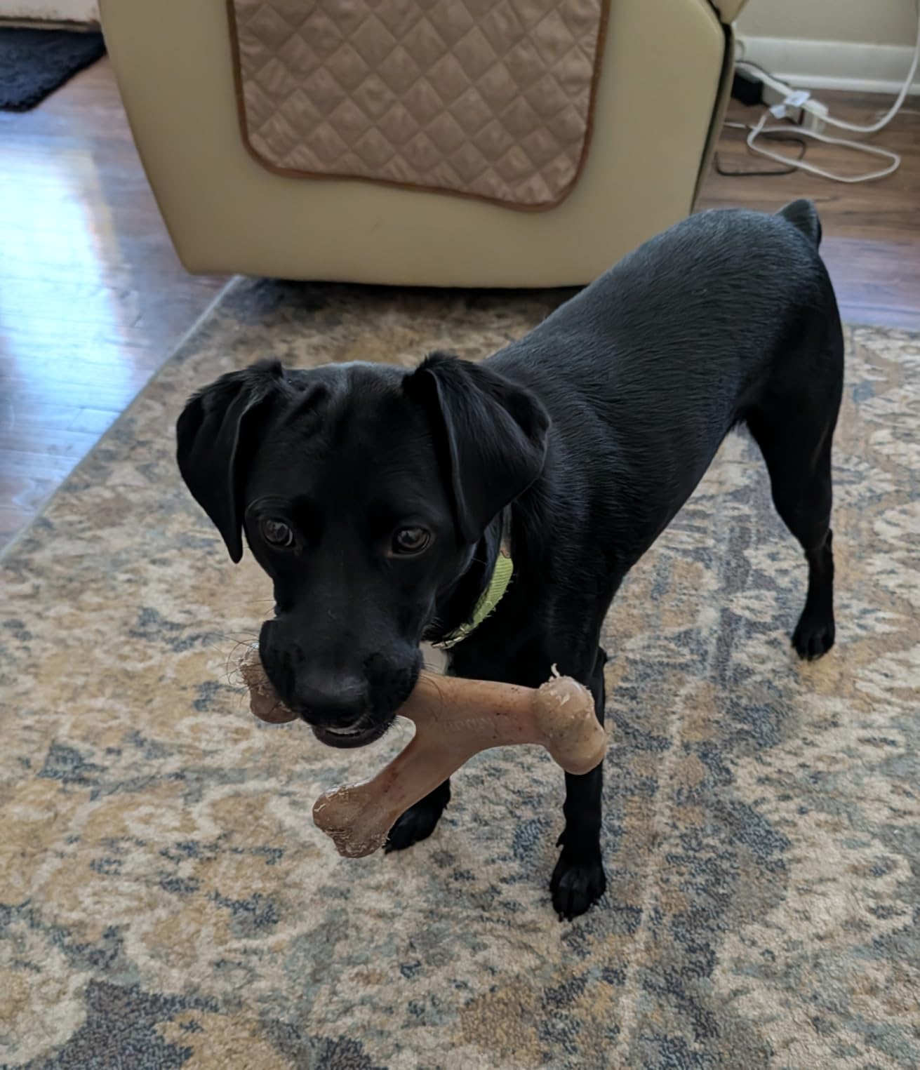 Benebone Wishbone Dog Chew Toy for Aggressive Chewers, Real Bacon, Tiny | Durable, Super Chewer, Made in USA, Dog Bones, Long-Lasting, A Size for Every Dog, Keeps Them Busy customer photo 2