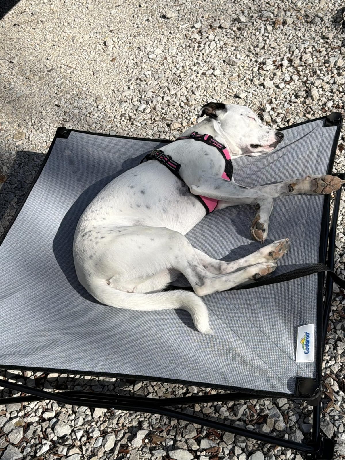 Coolaroo On-The-Go Elevated Dog Bed Kit – Portable & Cooling Travel Cot with HeatShield Fabric for Large Dogs, Lightweight & Compact, Includes Matching Carry Bag & Everglade Green Bonus Cover, Large customer photo 1