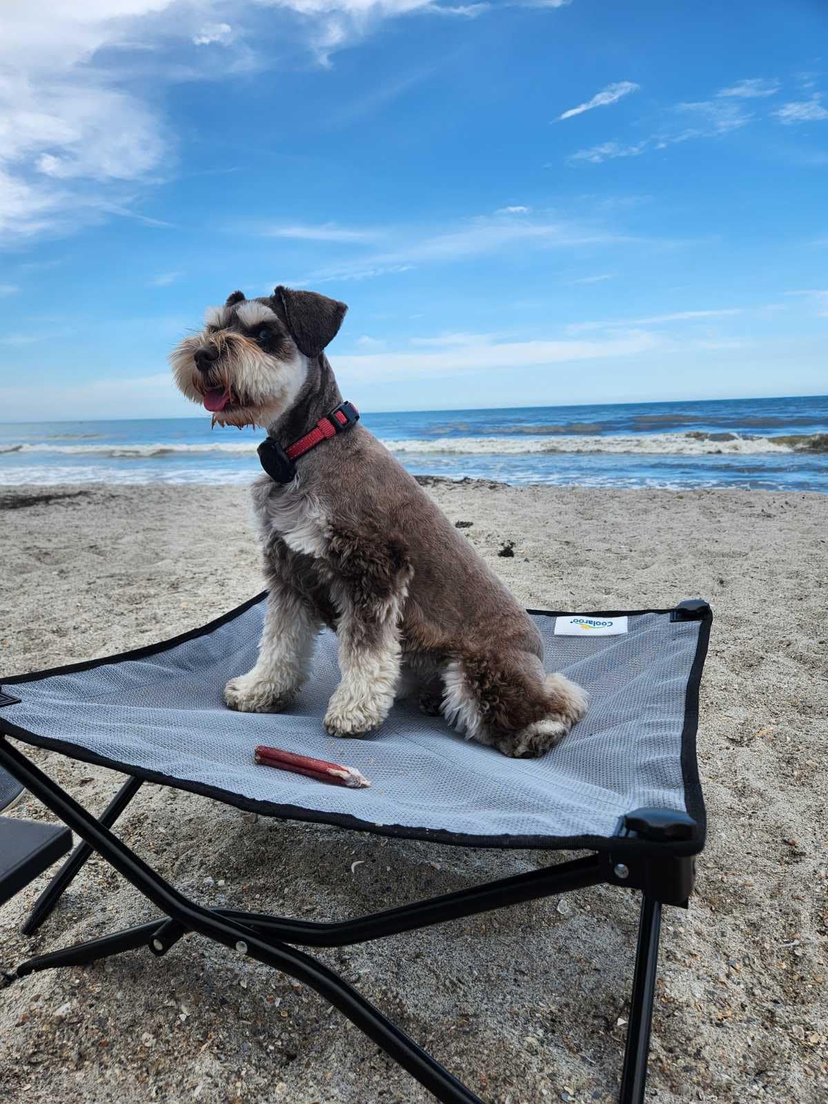 Coolaroo On-The-Go Elevated Dog Bed Kit – Portable & Cooling Travel Cot with HeatShield Fabric for Large Dogs, Lightweight & Compact, Includes Matching Carry Bag & Everglade Green Bonus Cover, Large customer photo 2