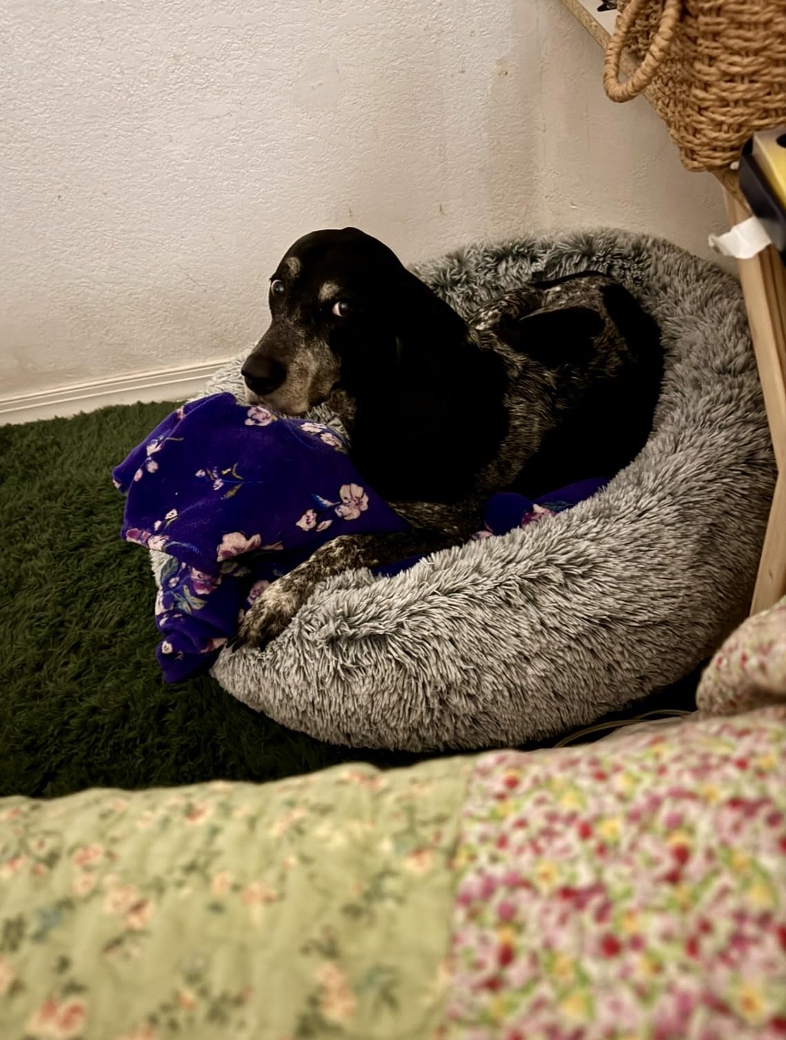 45 in Faux Fur Fluffy Donut Dog Bed for Extra Large Dogs,Dark Grey customer photo 1