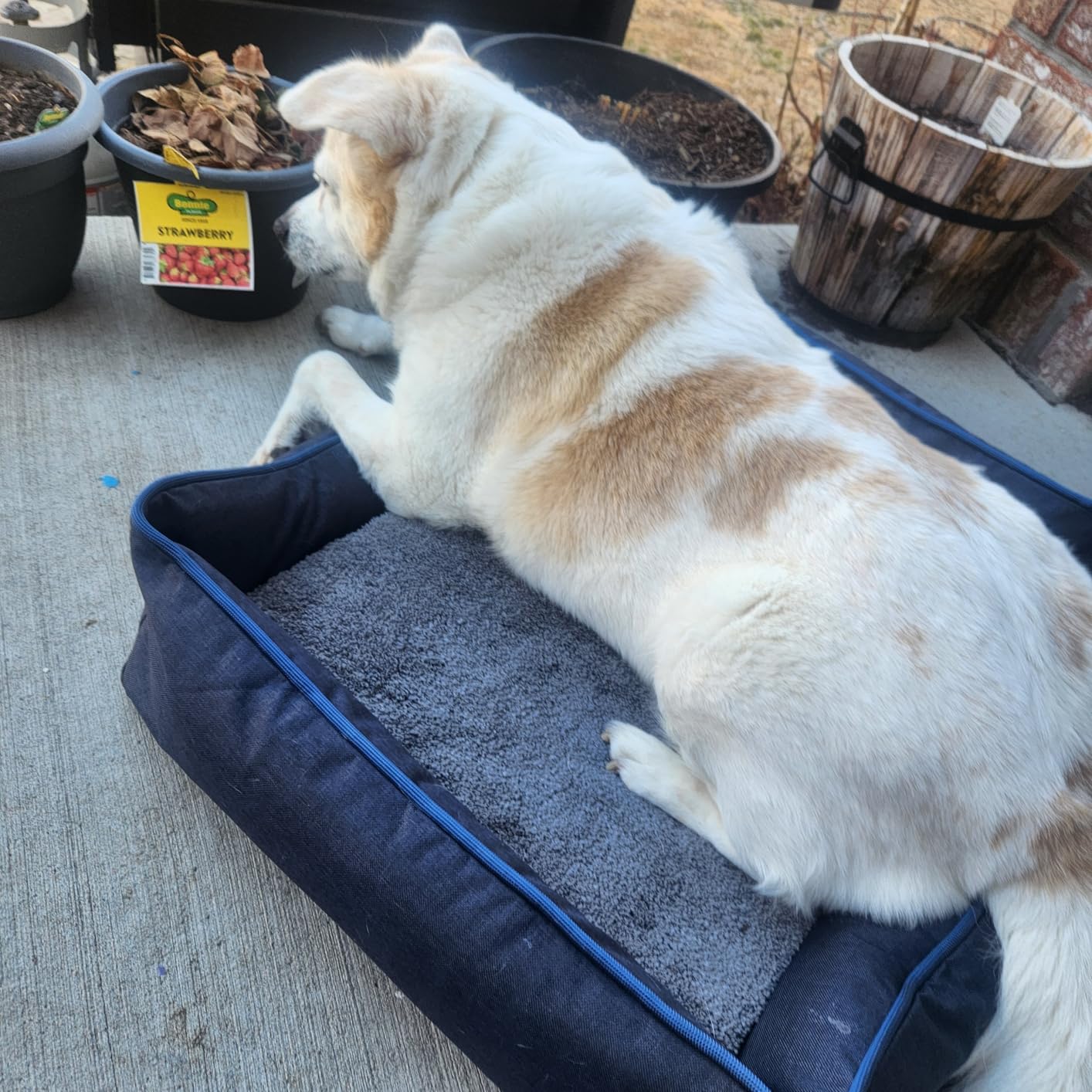 Tidore Orthopedic Dog Bed Medium Size Dog, Durable Egg Crate Foam Sofa Dog Bed with Washable Removable Cover, Waterproof Lining, Pet Beds for Medium Dogs, Navy customer photo 1
