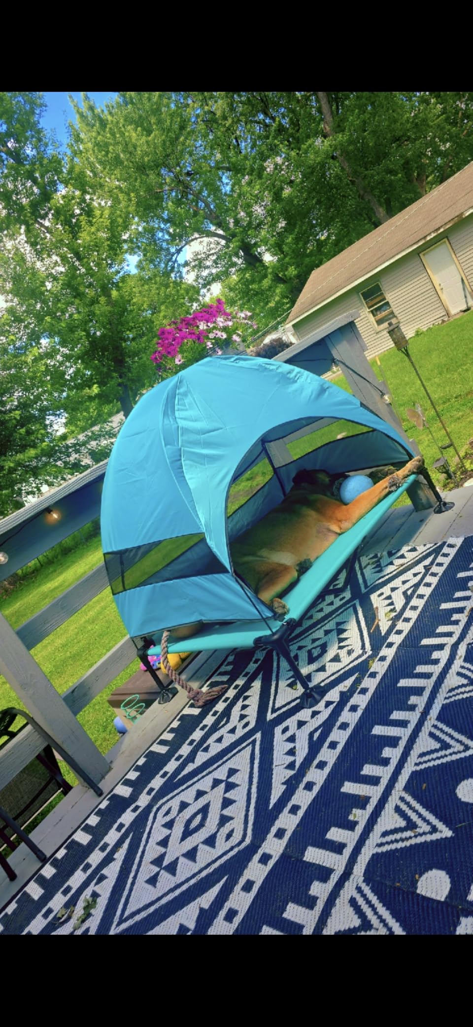 Elevated Dog Bed with Upgraded Canopy, Raised Outdoor Dog Tent with Powerful Anti-Slip Feet, Portable Pet Cot with Larger Shade, Raised Cooling Bed for Camping, Backyard, Beach, Poolside customer photo 1