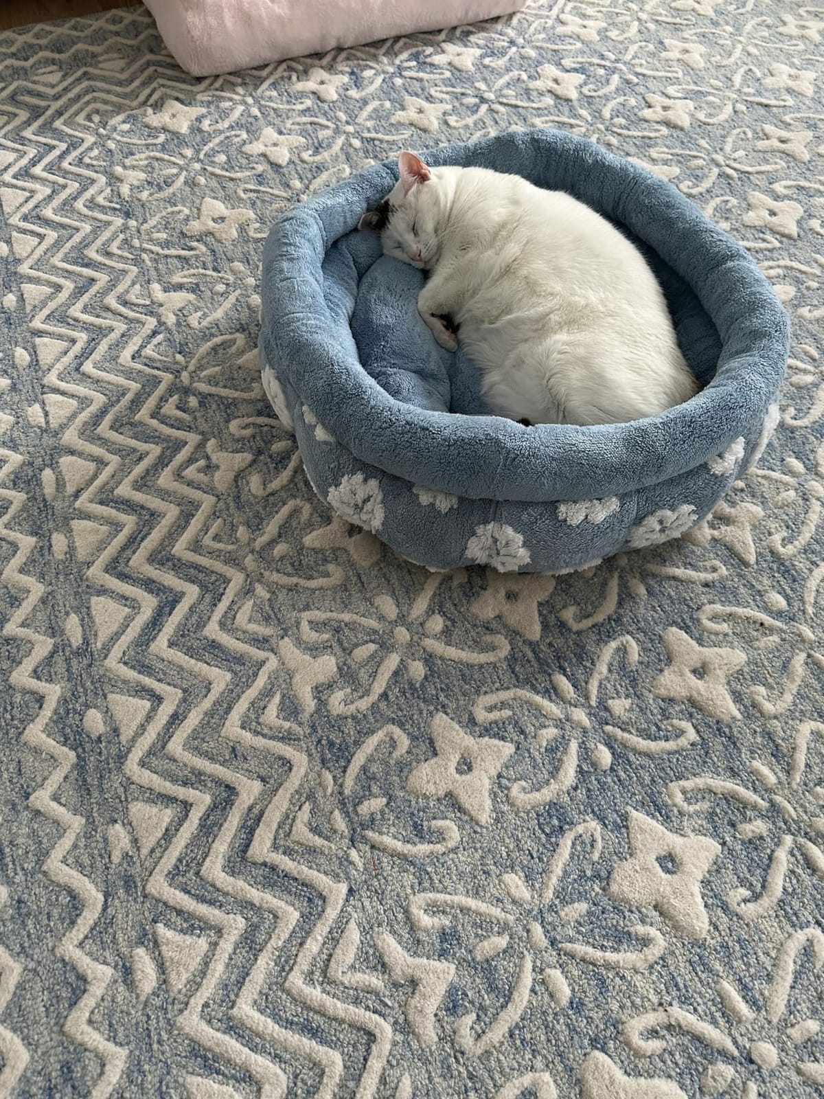 BALANCE Luxury Donut Dog Bed, 30 Inches Round Dog Bed Medium Size Dogs Washable, Orthopedic Calming Dogs Bed for Pets with Anti-Slip Bottom, Oatmeal customer photo 1