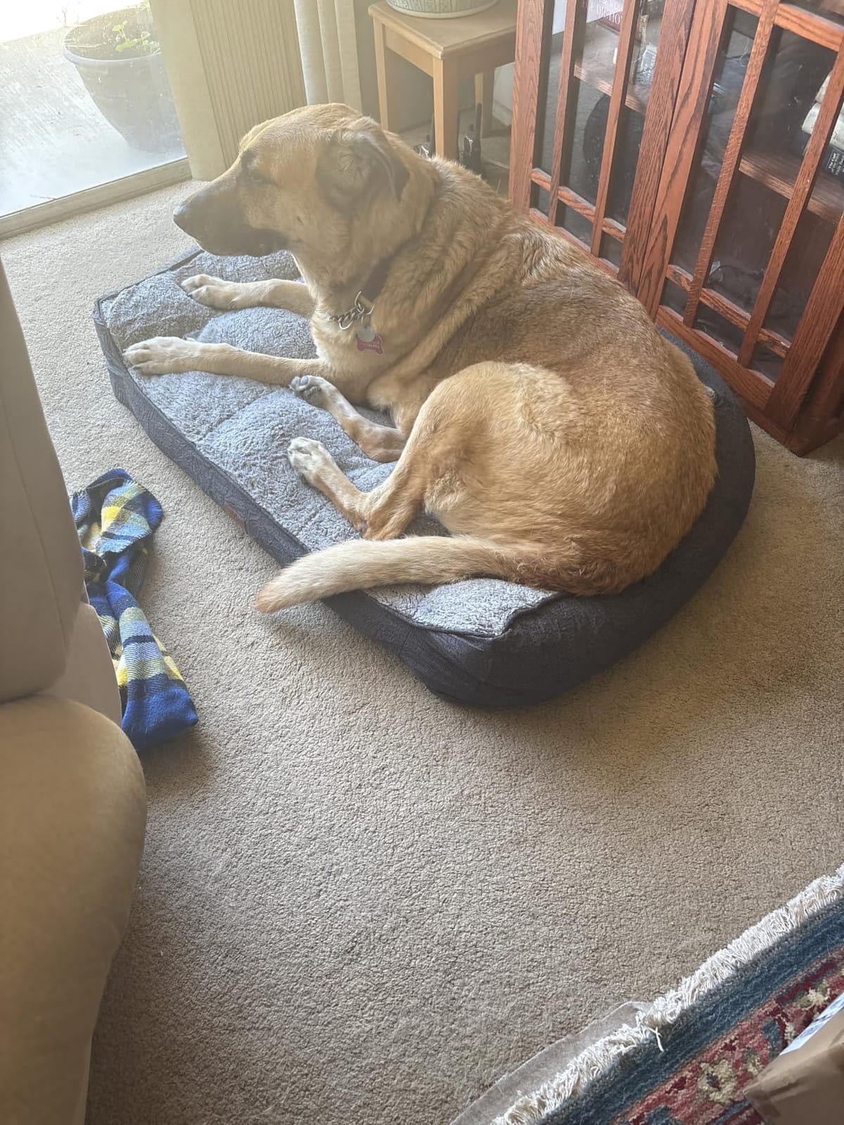 Bedsure SupportMax™ Extra Thick Orthopedic XL Dog Beds Large Sized Dog customer photo 1