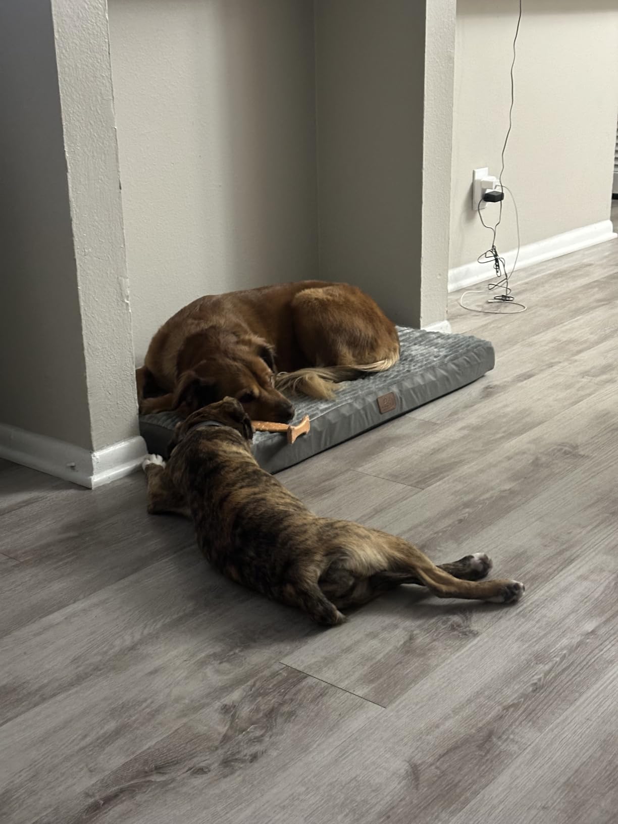 Bedsure ComfyFleece Large Dog Bed for Crate with Washable Cover, 35x22 customer photo 1