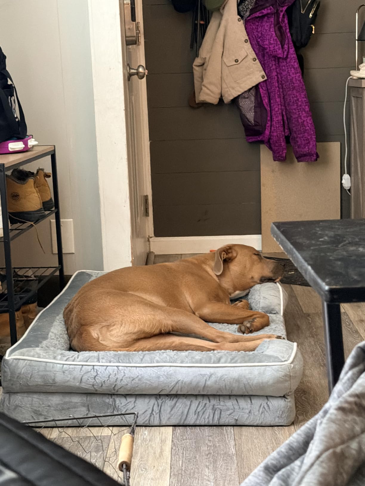 Comfort Expression Waterproof Orthopedic Dog Bed for Medium Size Dog customer photo 2