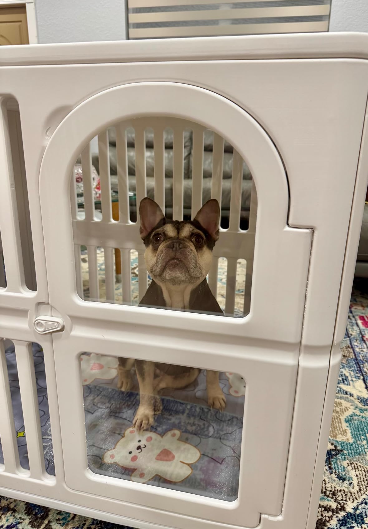 Plastic Dog Crate with Wheels, Single Door Indoor Outdoor Dog Kennel with Clear Acrylic Window, Ventilated, Easy Clean & Easy Assemble Pet Cage for Small/Medium Dogs customer photo 2
