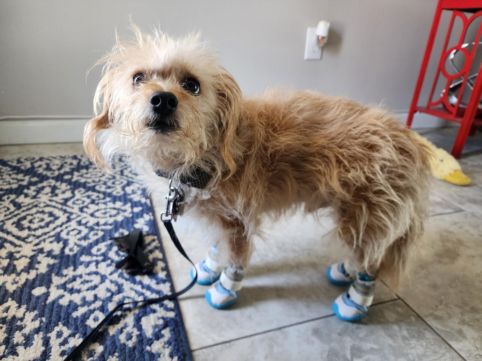 Petanims Dog Shoes for Small Dogs, Double Binding Straps Puppy Boots & Paw Protectors for Summer Hot Pavement, Winter Snow, Dog Booties with Anti-Slip Rubber Soles for Beach Hardwood Floor Pink Size 3 customer photo 1