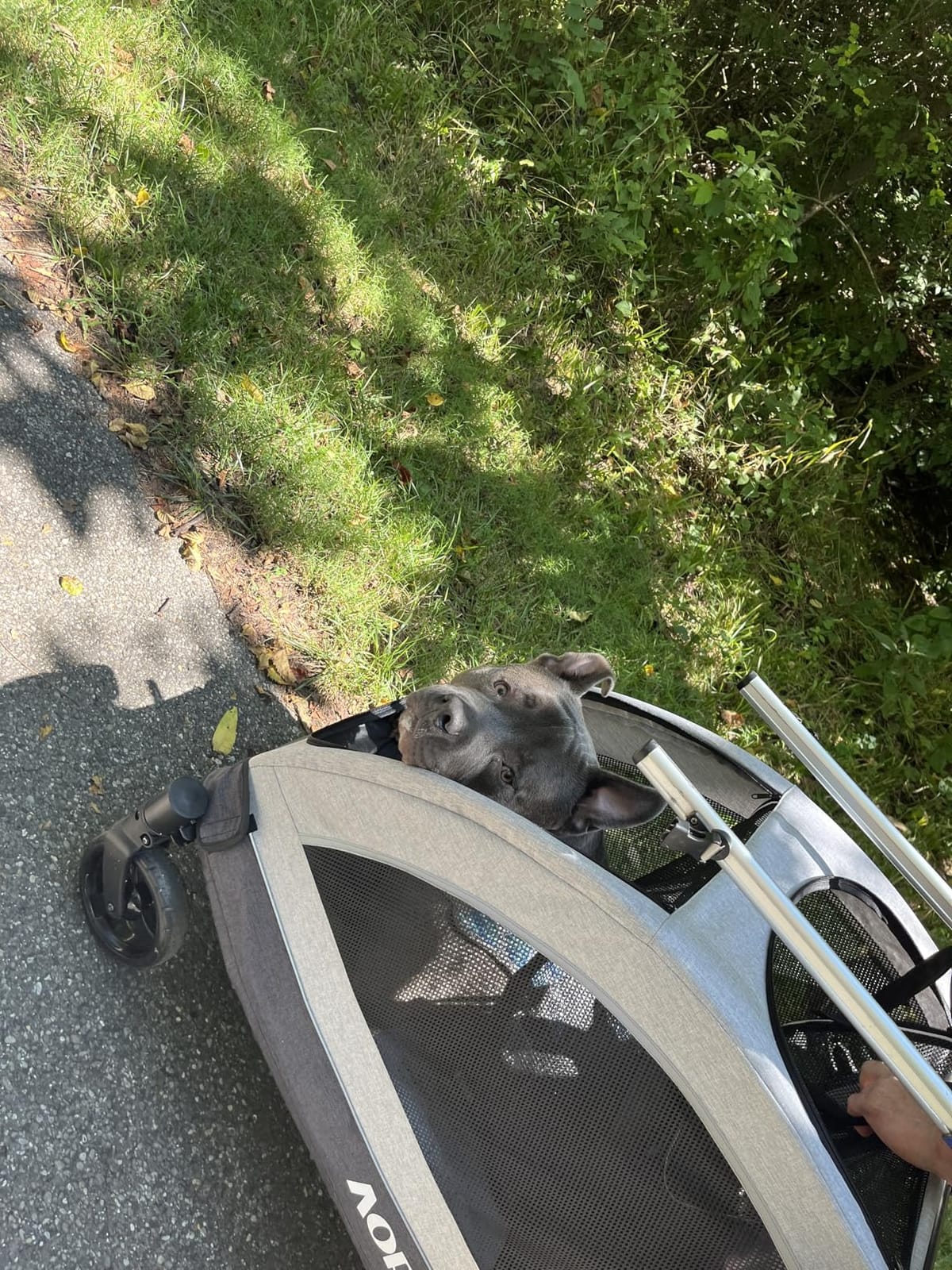 Dog Stroller for Large & Medium Dogs, Dual Entry, 160 lbs Capacity, Green customer photo 1
