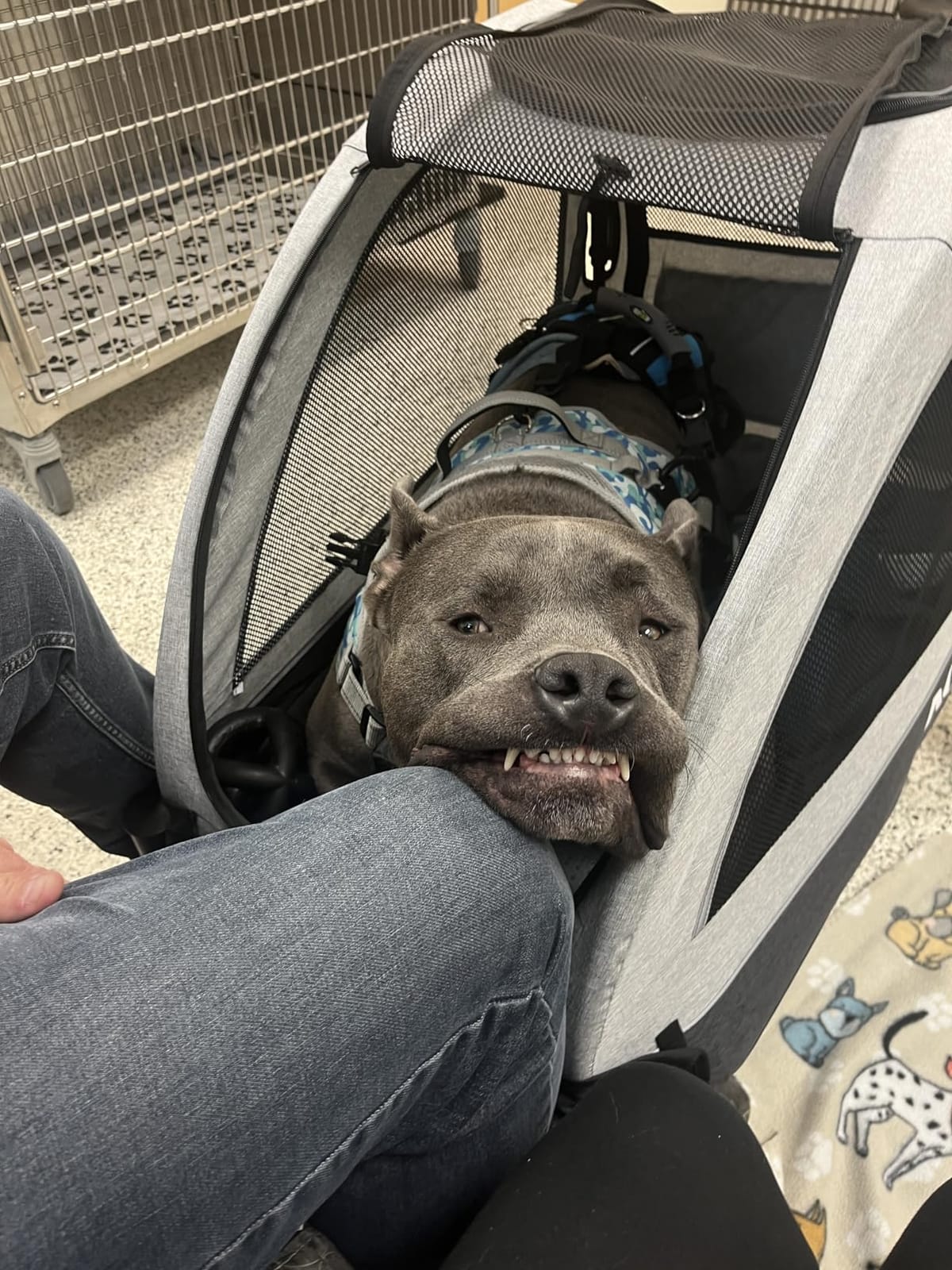Dog Stroller for Large & Medium Dogs, Dual Entry, 160 lbs Capacity, Green customer photo 2
