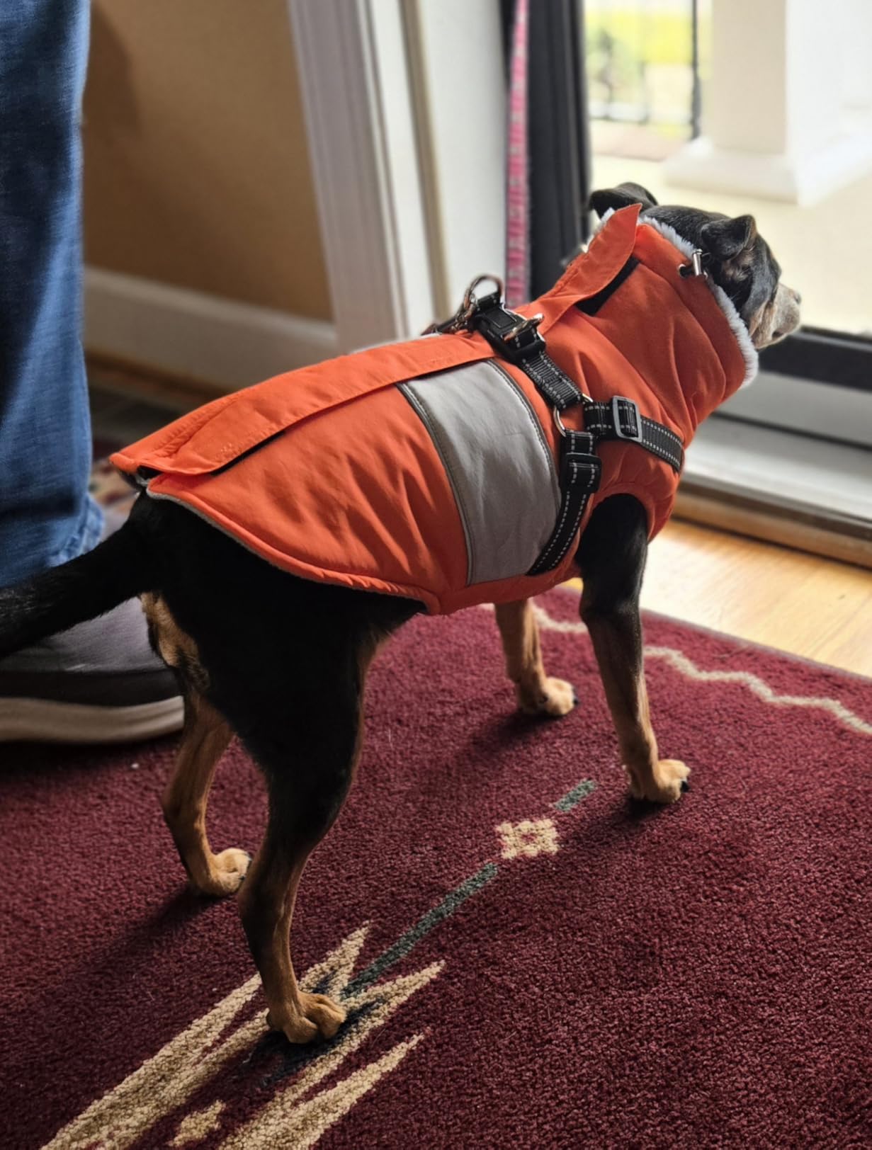 Dog Jacket Large Dog Coat with Harness Built in customer photo 2