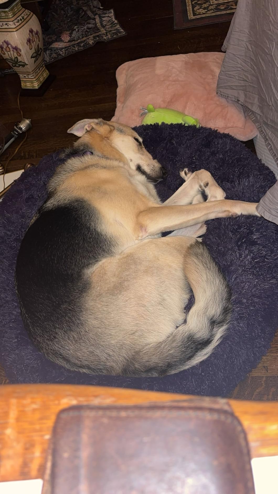Bedsure Human Dog Bed for Adult, Plush Giant Calming Nest Bed Orthopedic customer photo 2